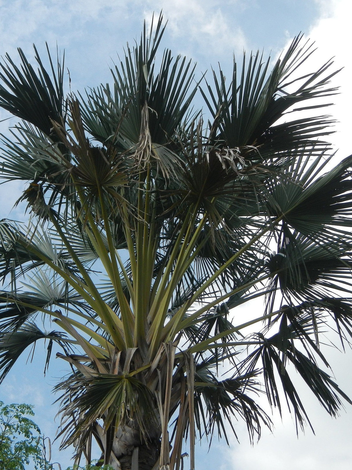 Corypha umbraculifera – mature plant