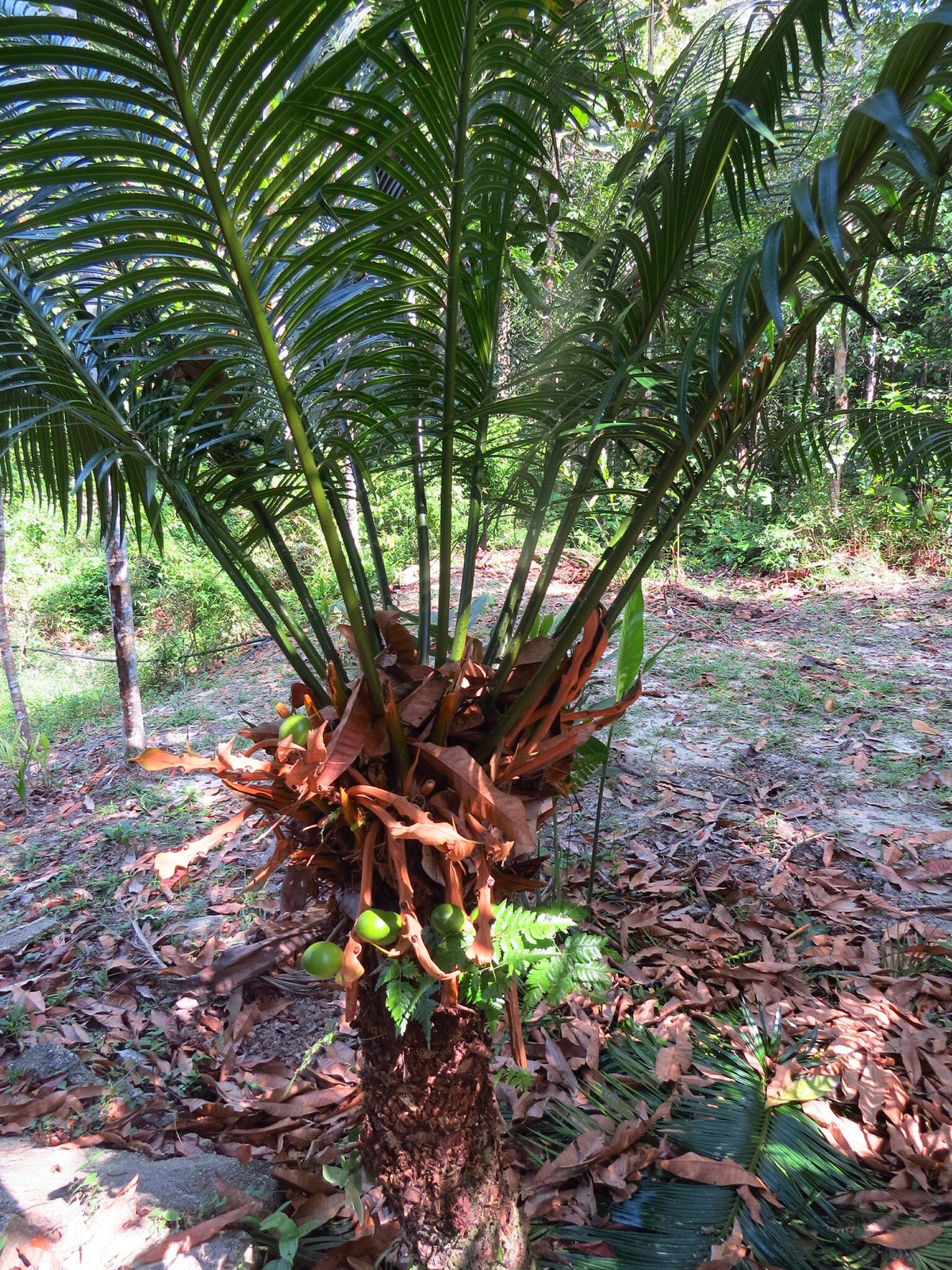 Cycas edentata – in habitat