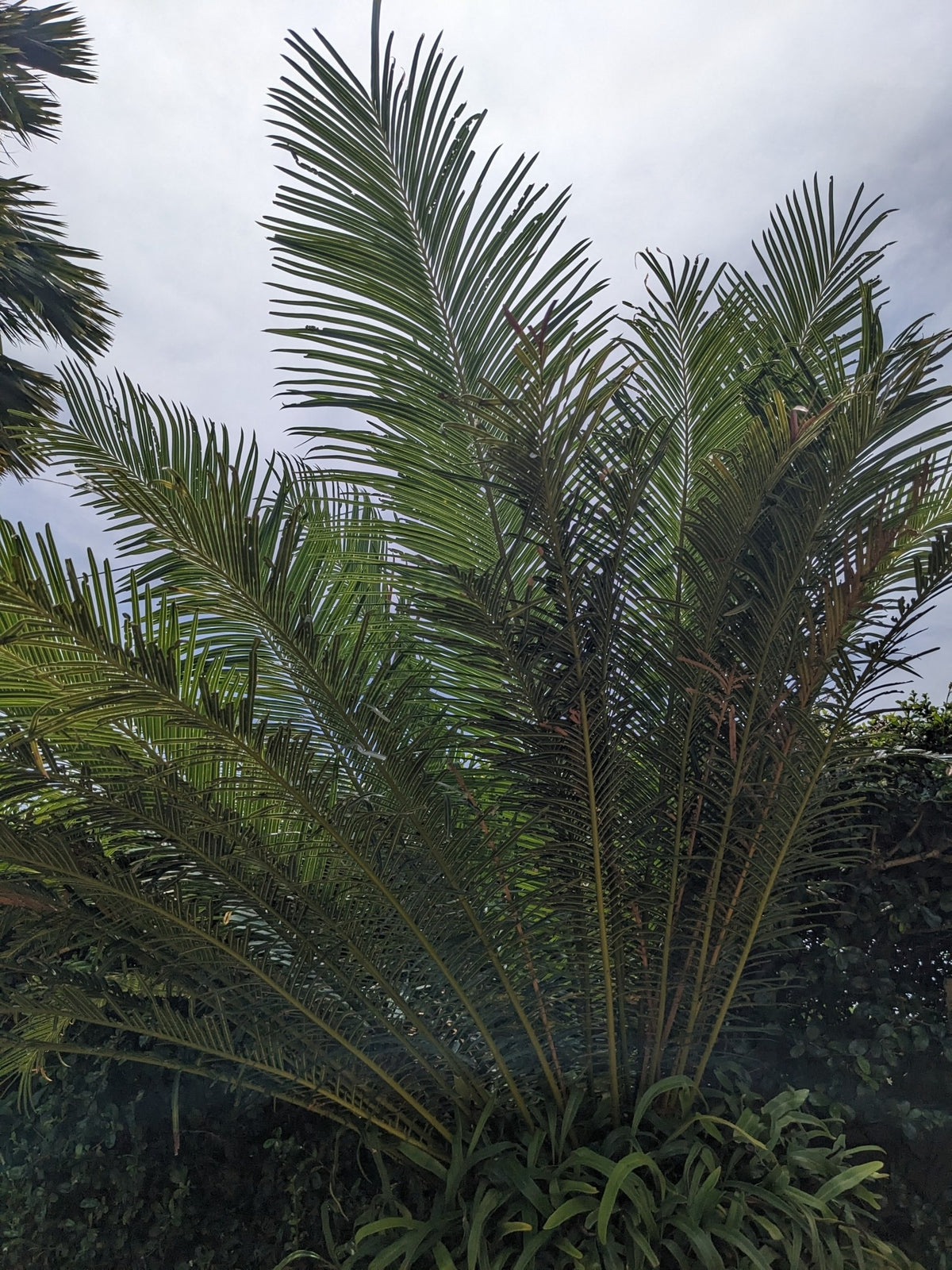 Cycas edentata – in habitat