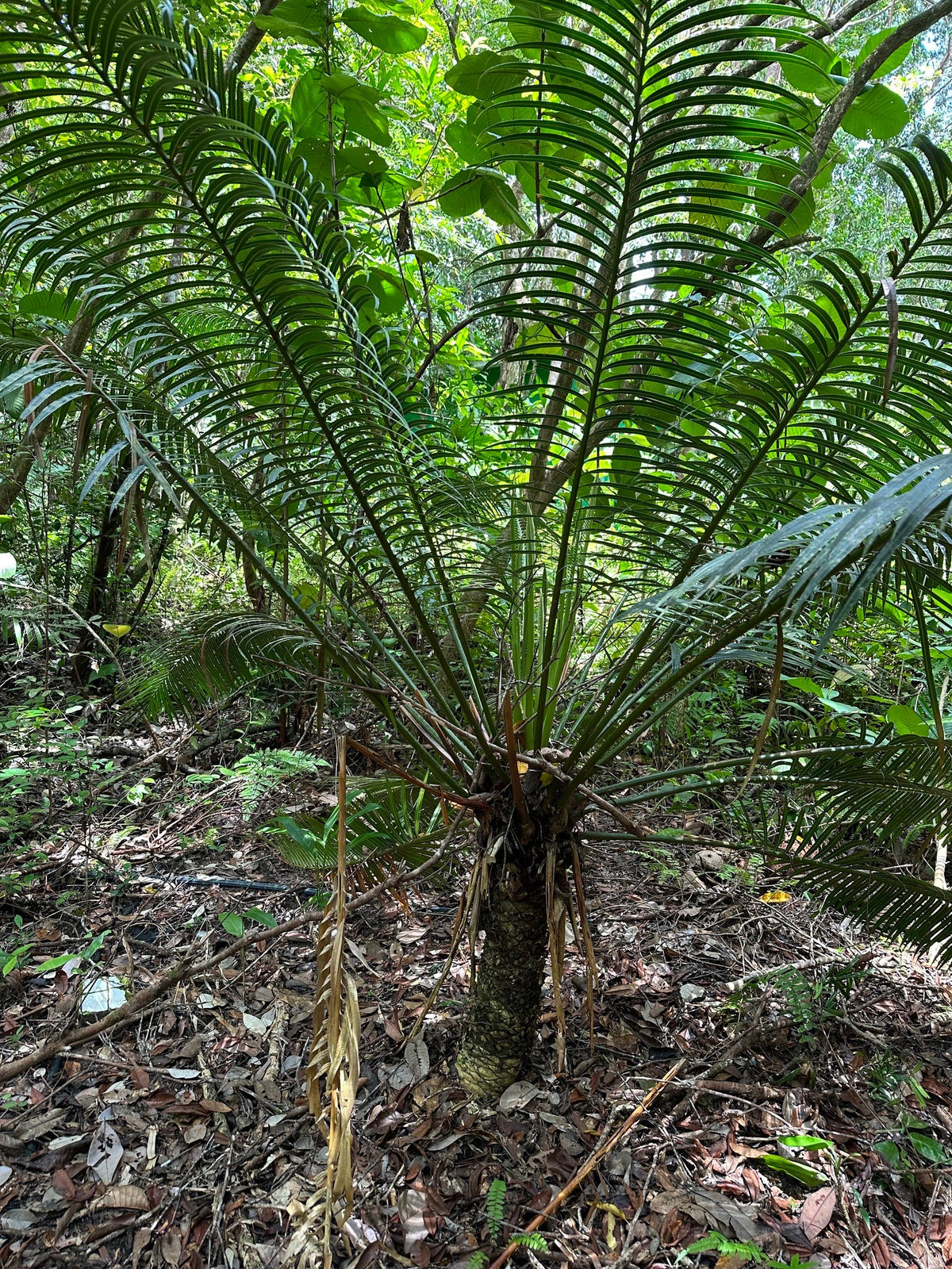 Cycas edentata – in habitat