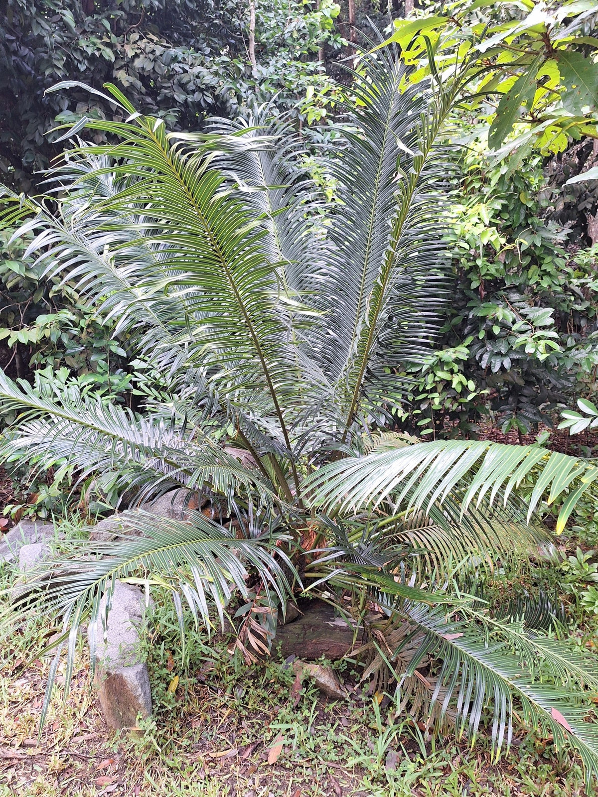 Cycas edentata – in habitat