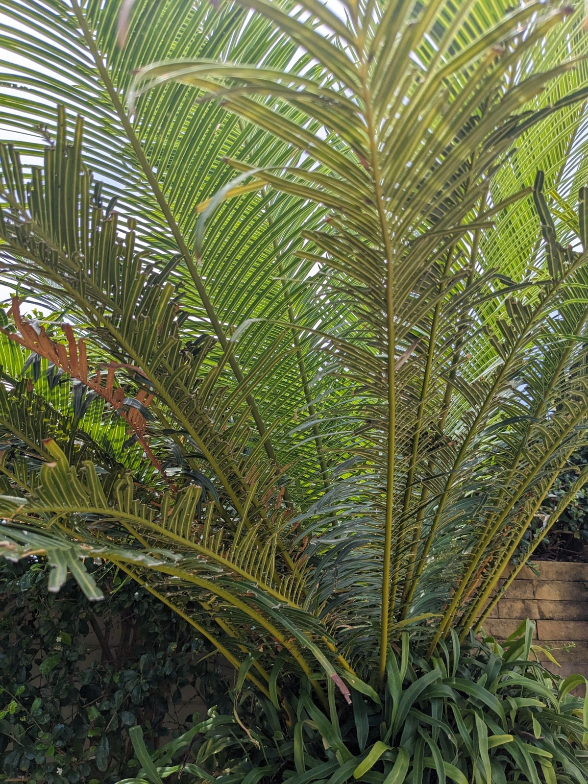 Cycas edentata – in habitat