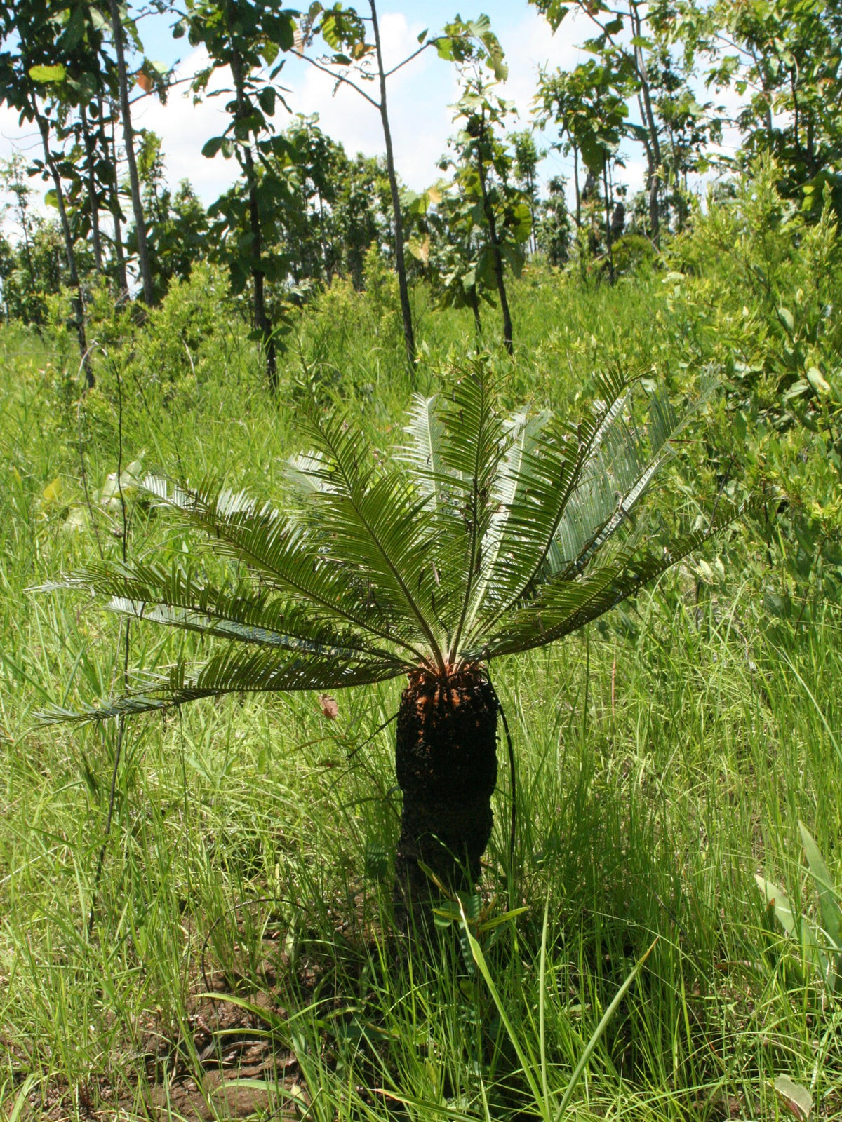 Cycas siamensis 'Dwarf Form' – in habitat