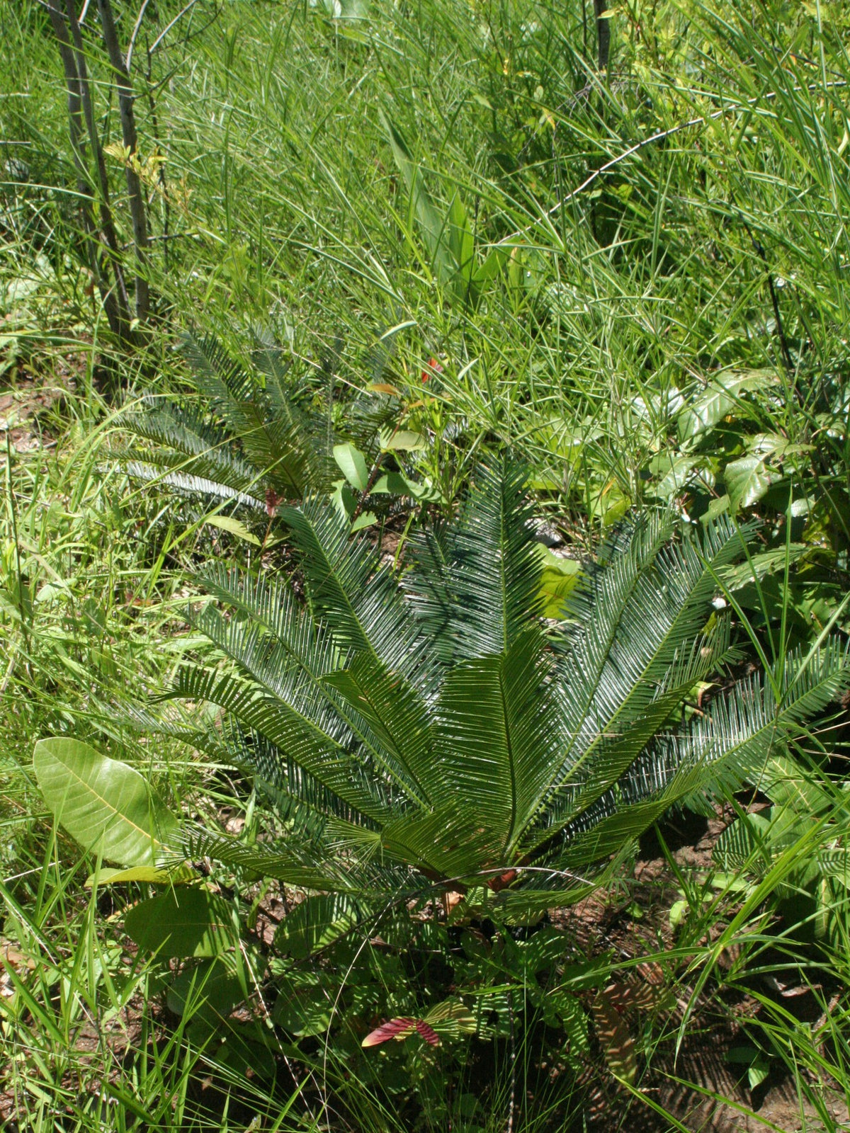 Cycas siamensis 'Dwarf Form' – in habitat