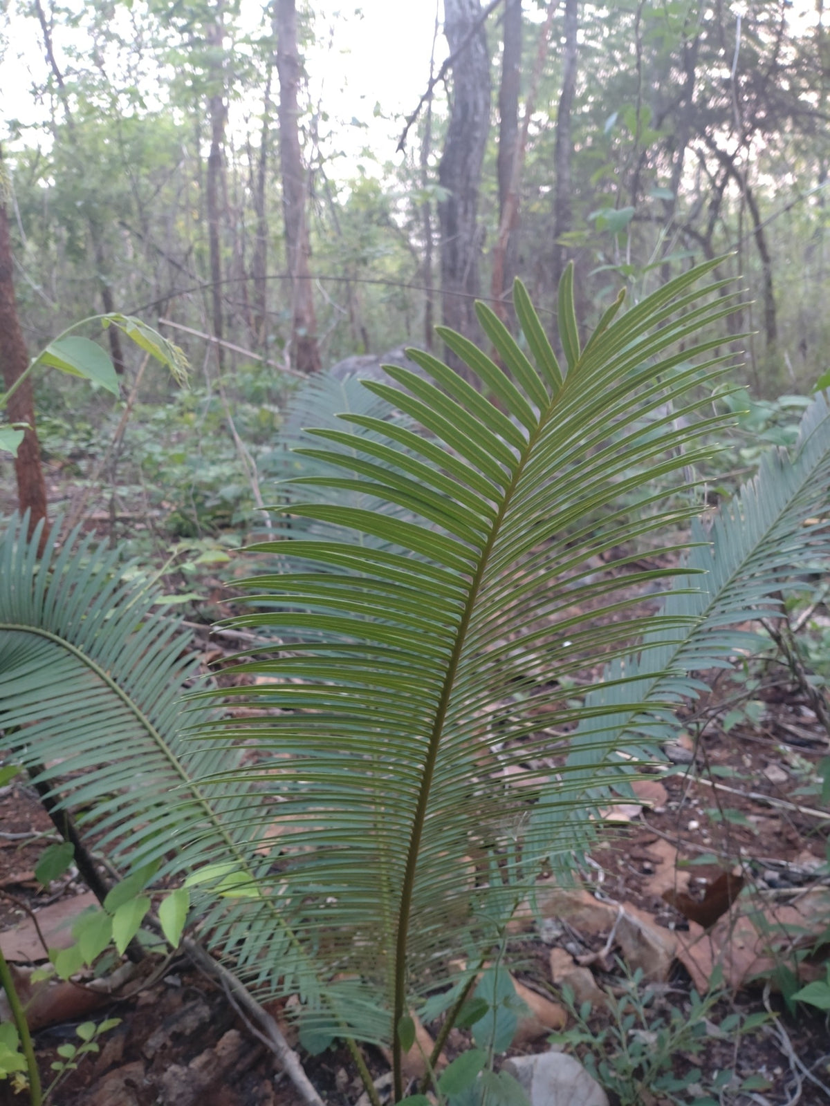 Cycas siamensis 'Dwarf Form' – in habitat
