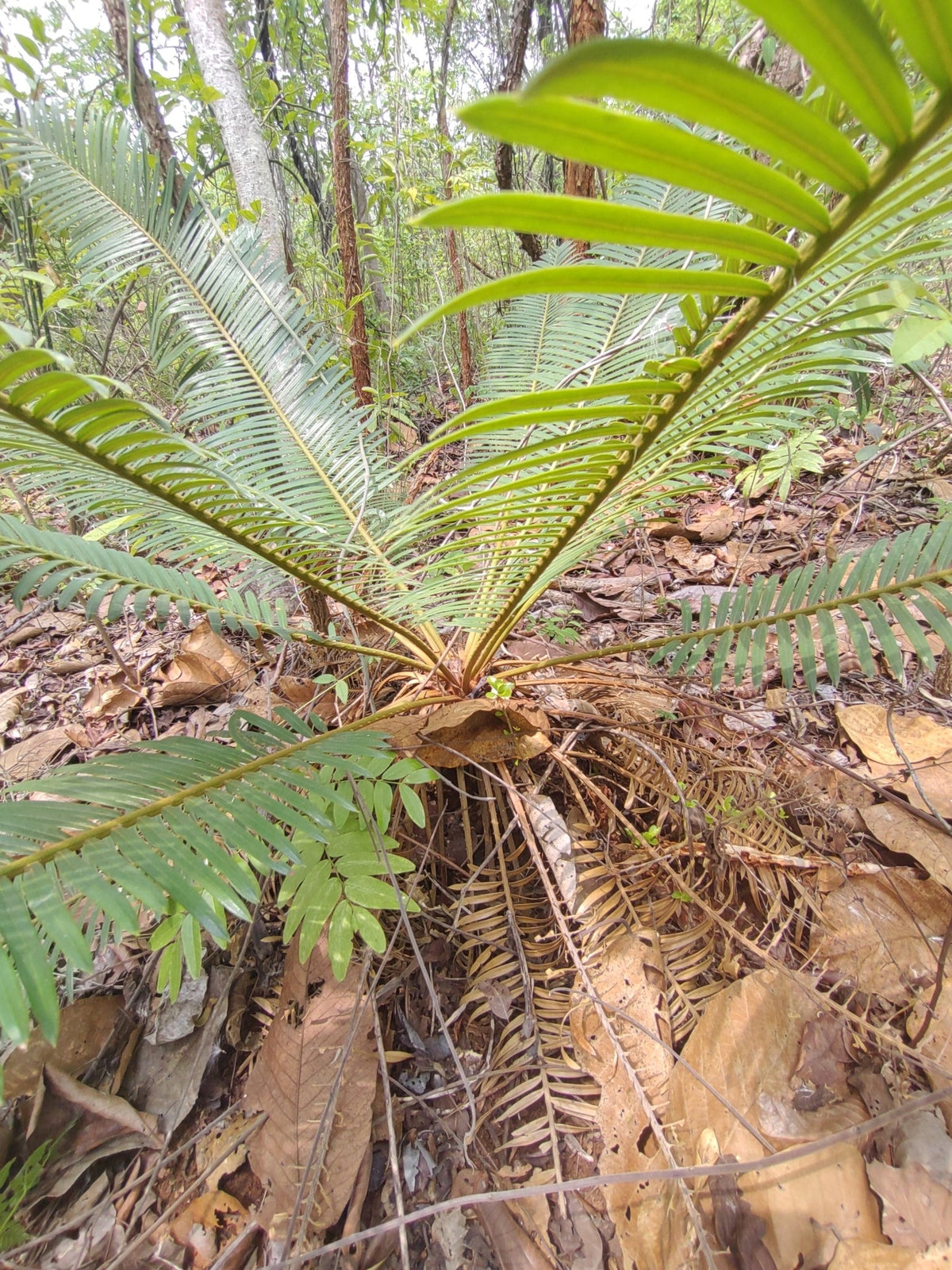 Cycas siamensis 'Dwarf Form' – in habitat