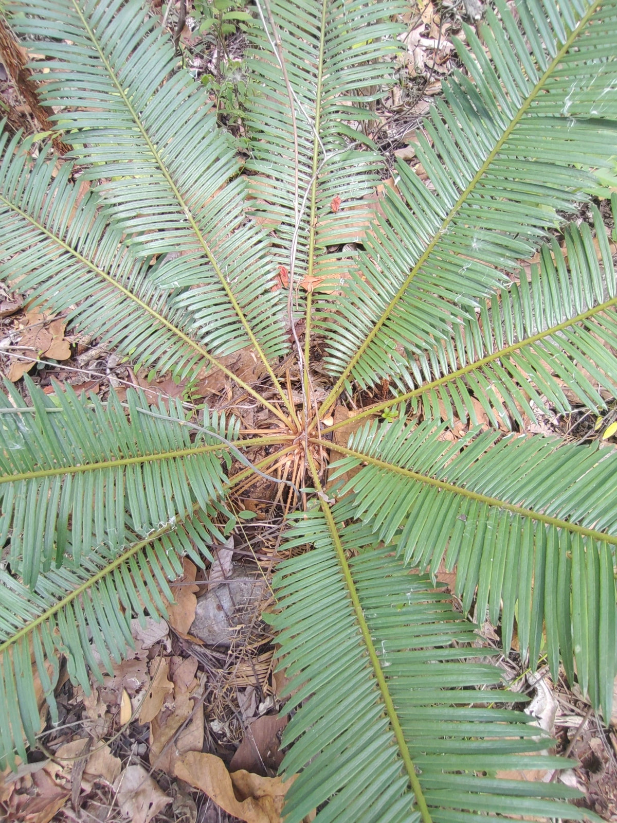 Cycas siamensis 'Dwarf Form' – in habitat