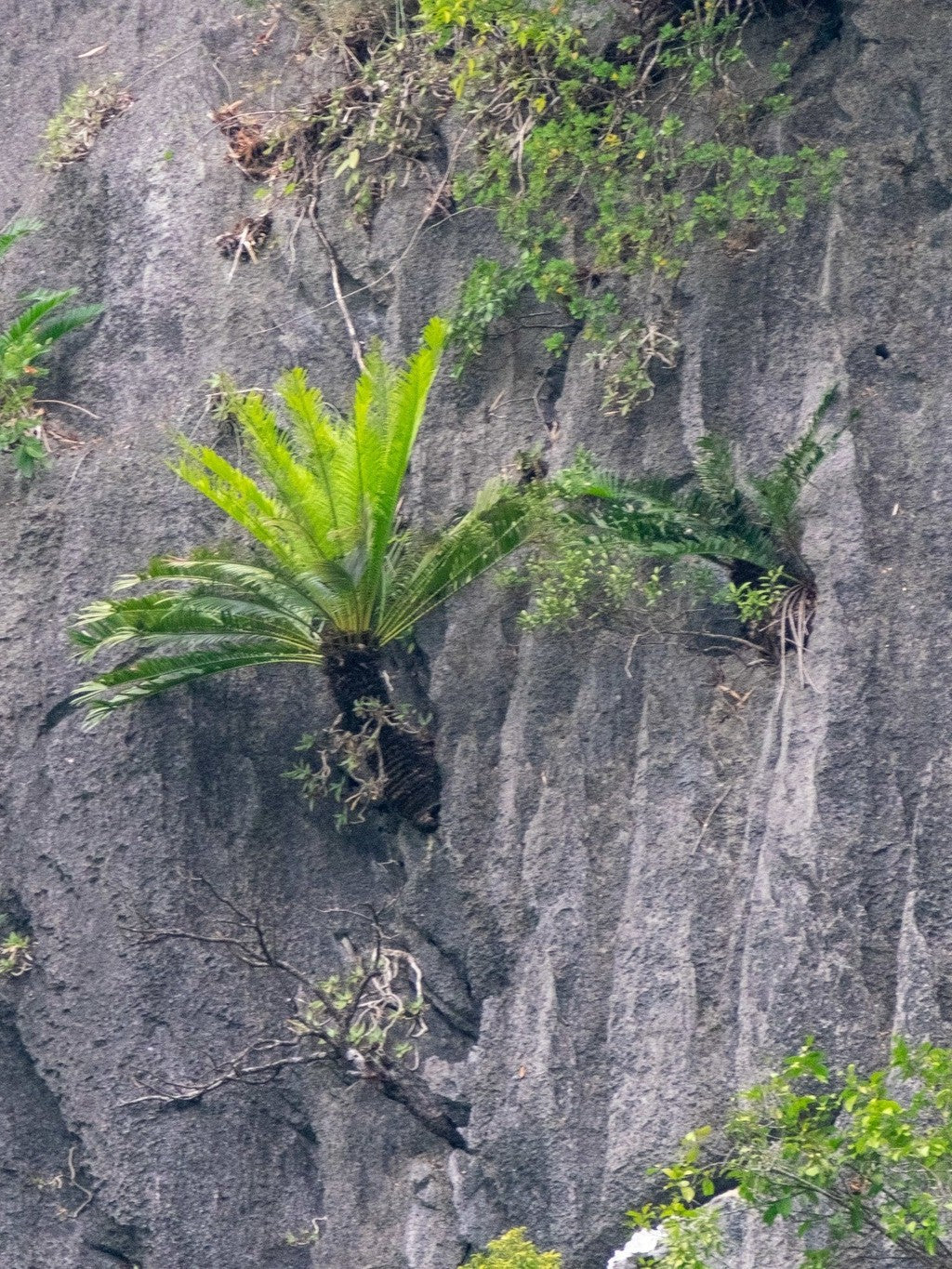 Cycas tropophylla – mature plant