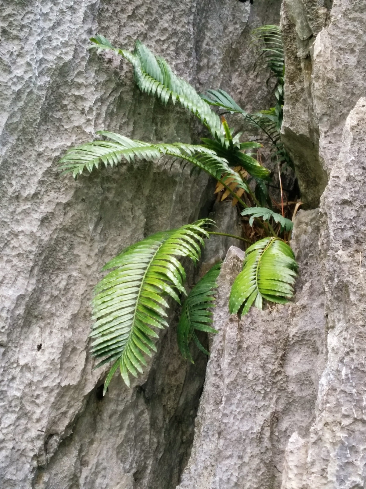Cycas tropophylla – in habitat