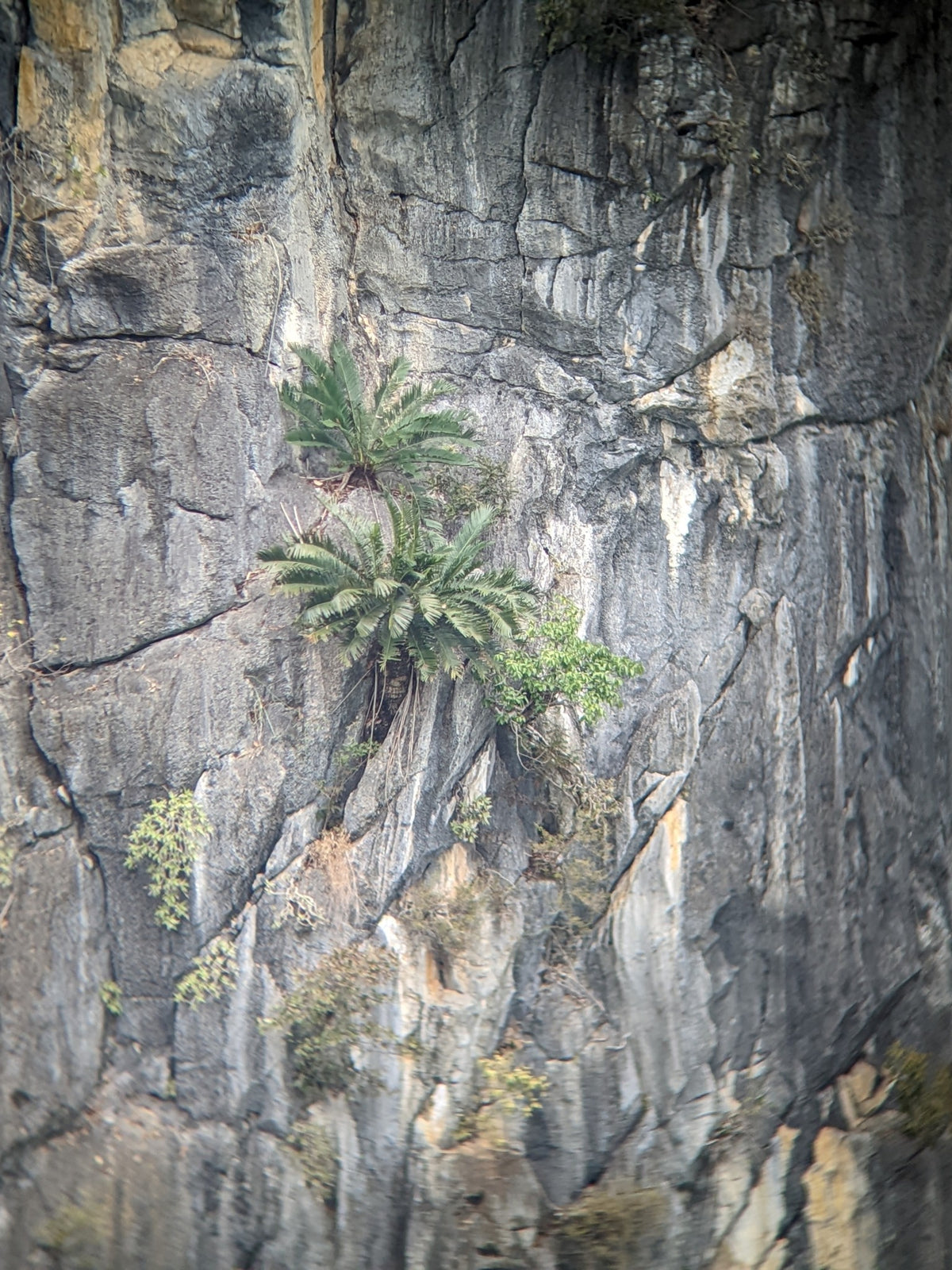 Cycas tropophylla – in habitat