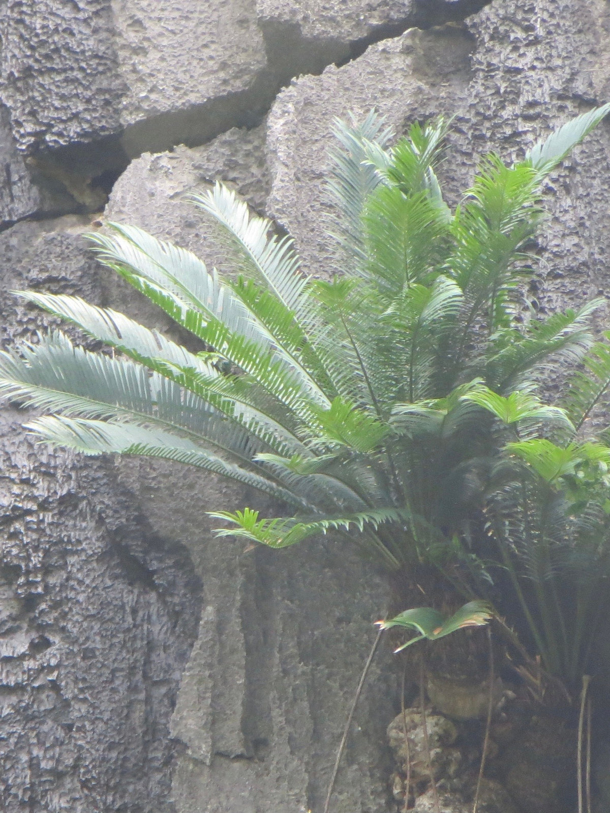 Cycas tropophylla – in habitat
