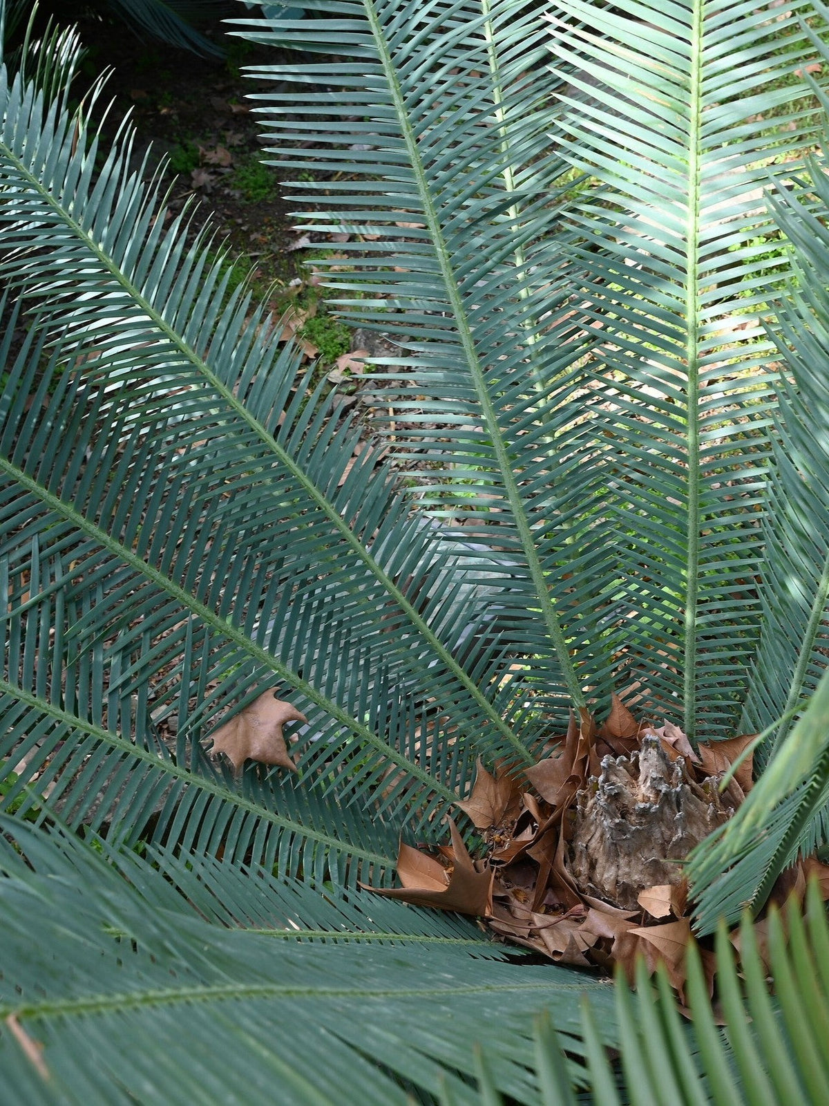Dioon califanoi – mature plant