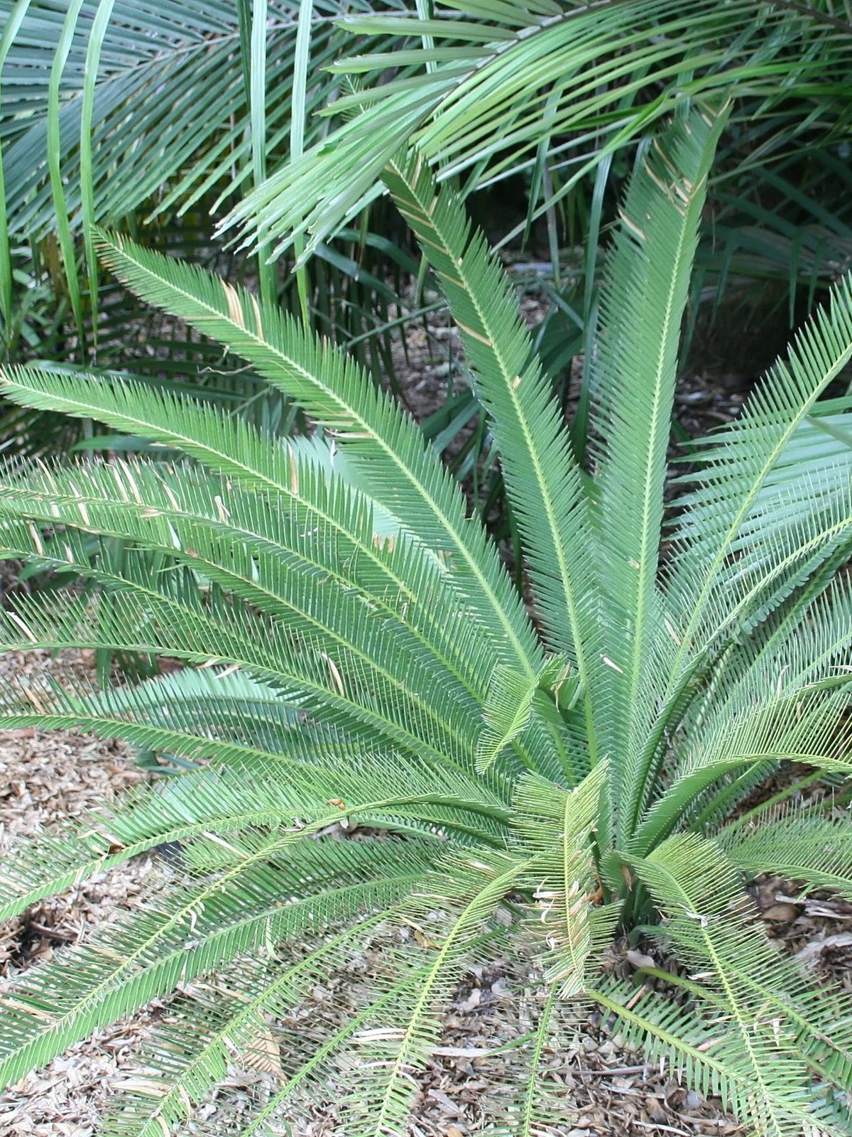 Dioon califanoi – mature plant