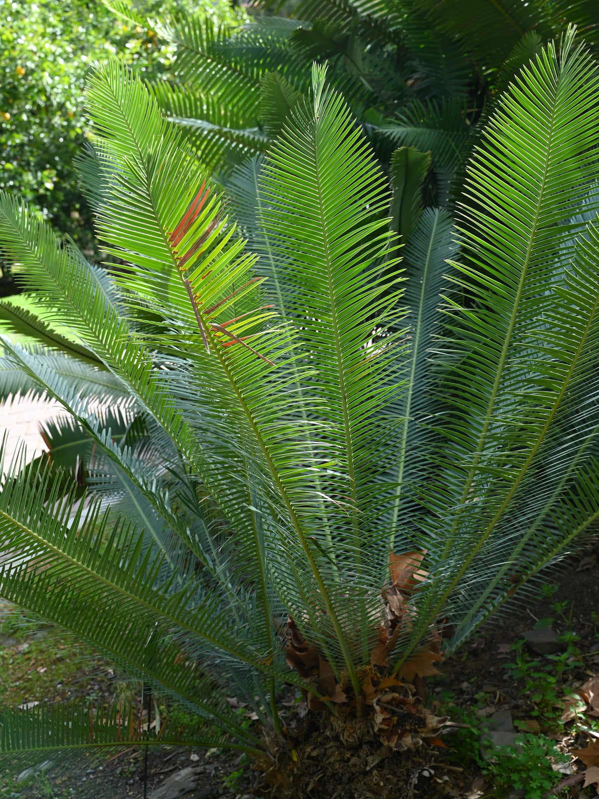 Dioon califanoi – in habitat