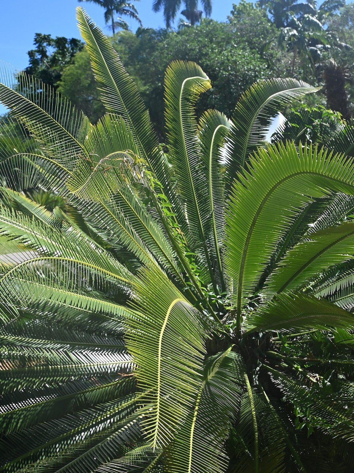 Dioon holmgrenii – mature plant