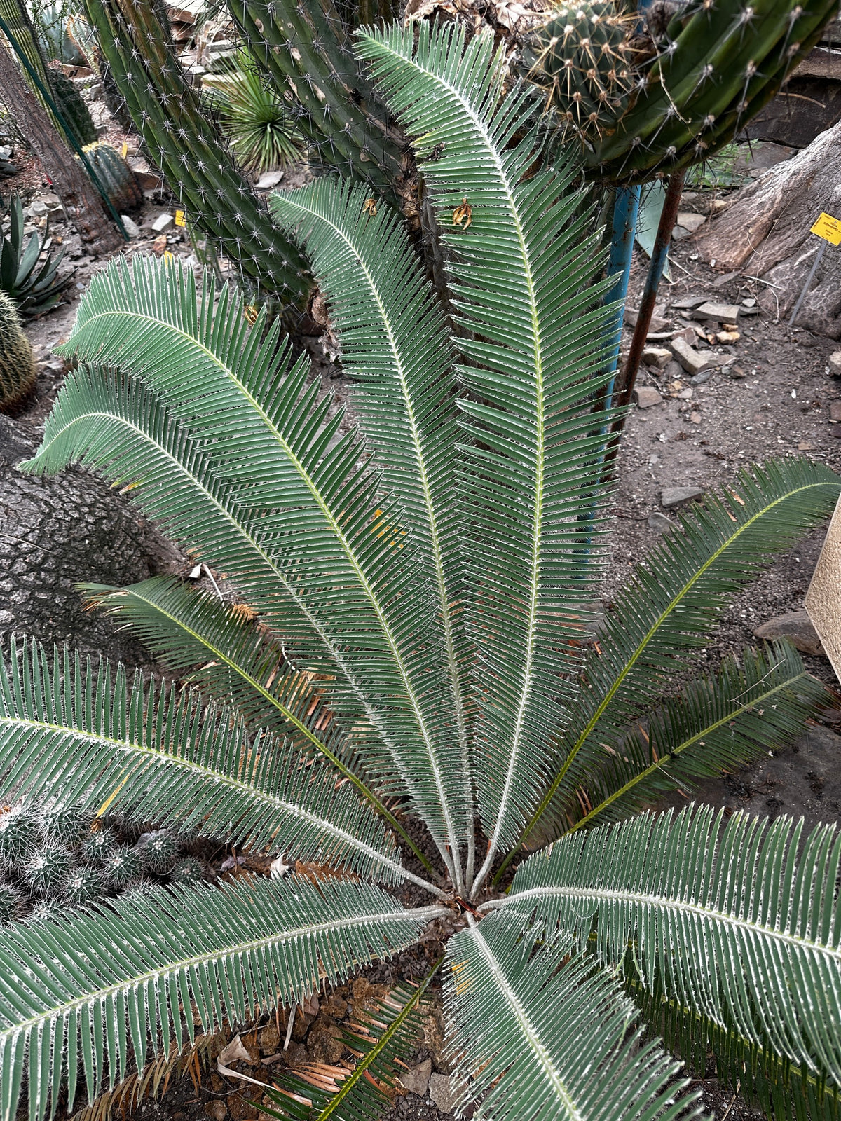 Dioon holmgrenii – in habitat