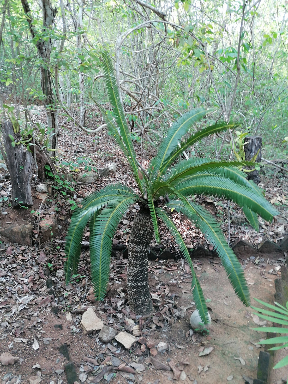 Dioon holmgrenii – in habitat