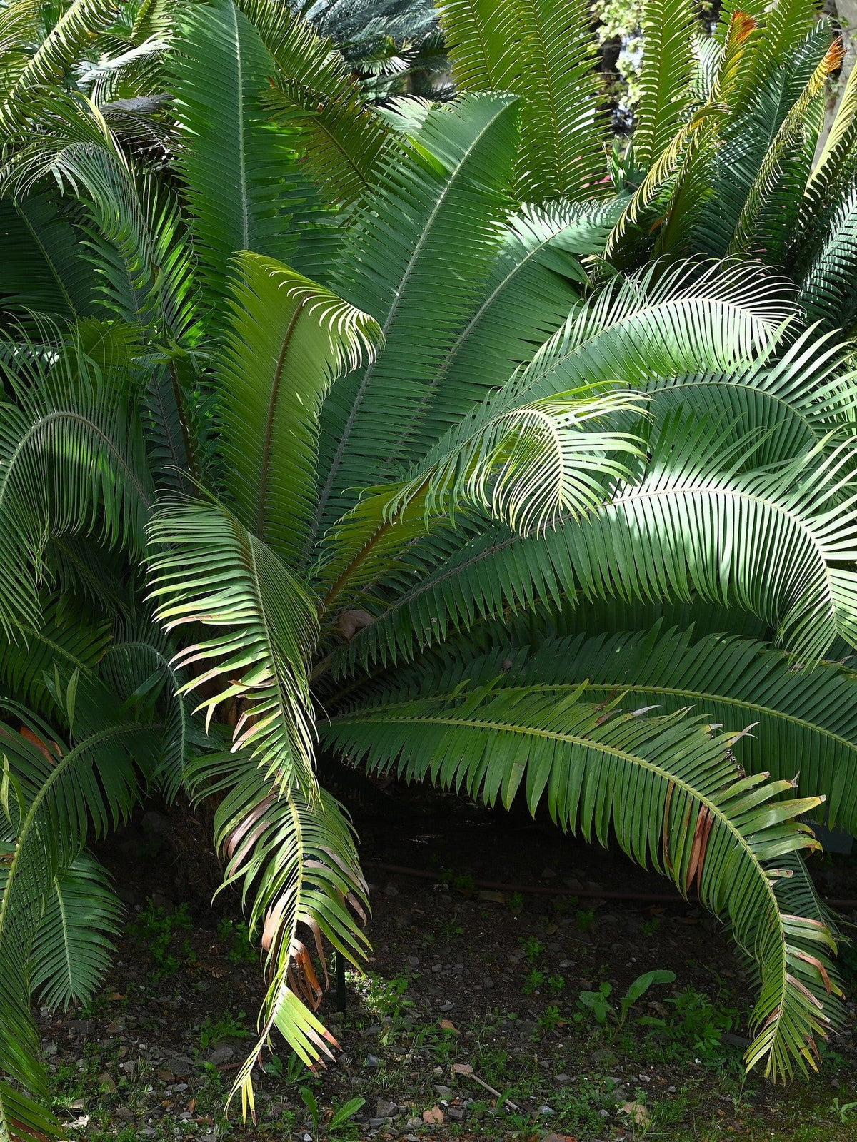 Dioon rzedowskii – mature plant