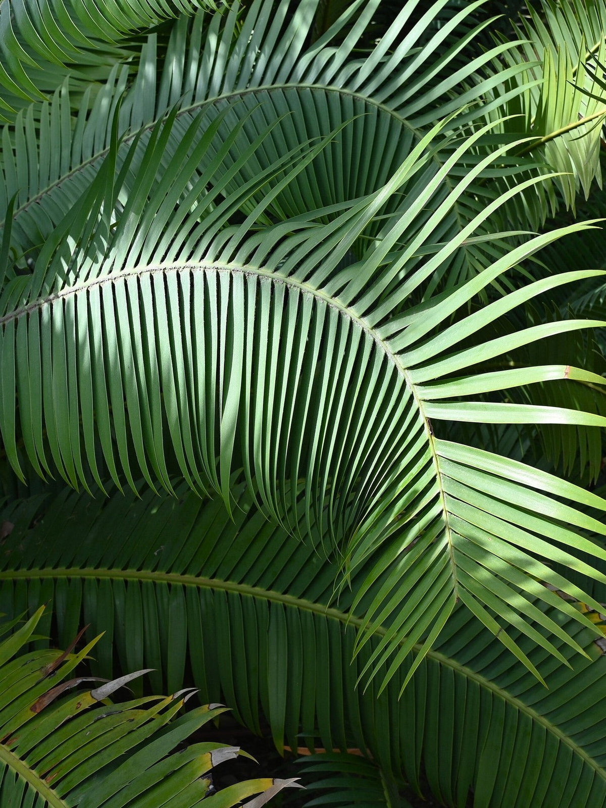 Dioon rzedowskii – mature plant