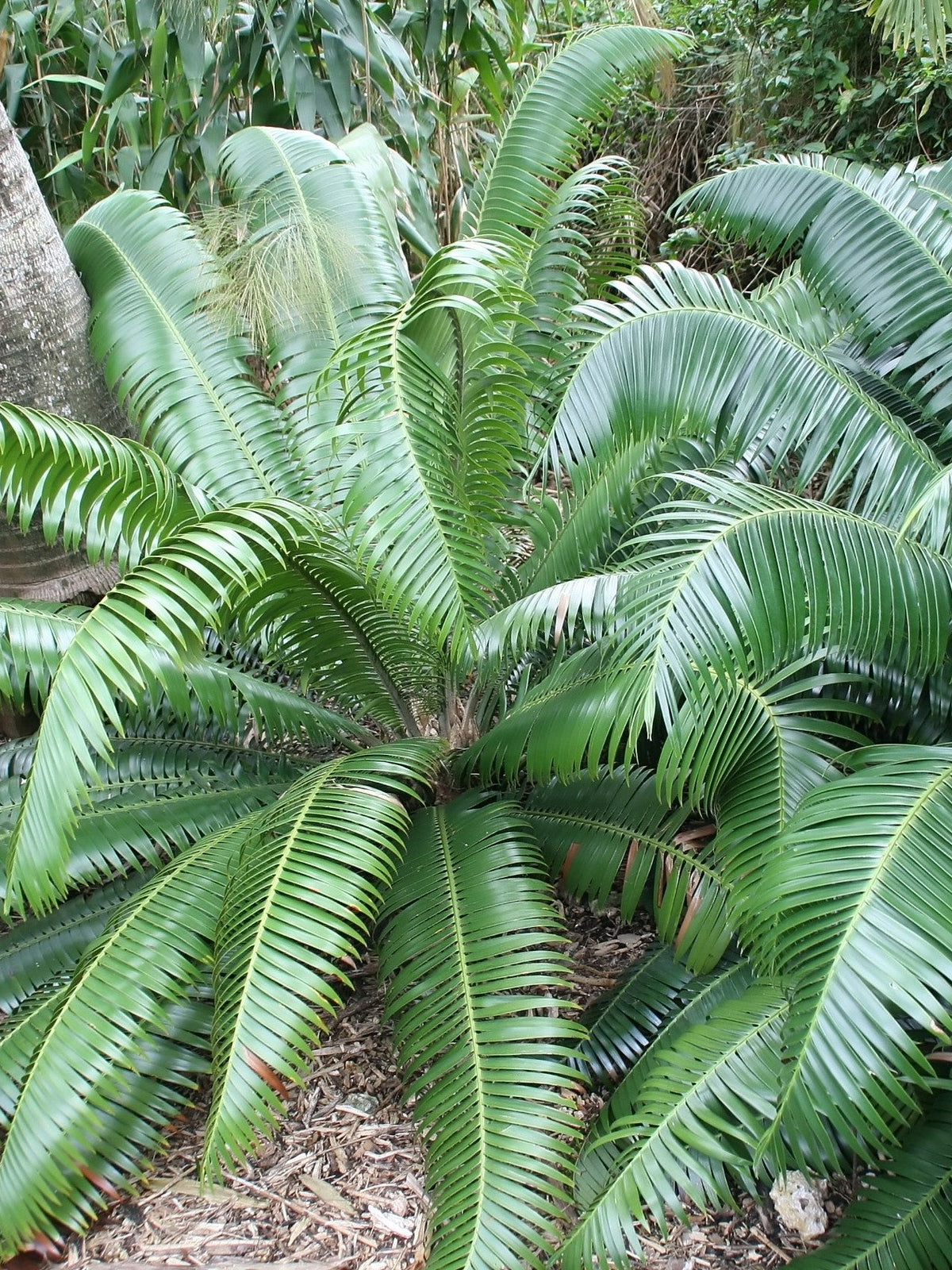 Dioon rzedowskii – mature plant