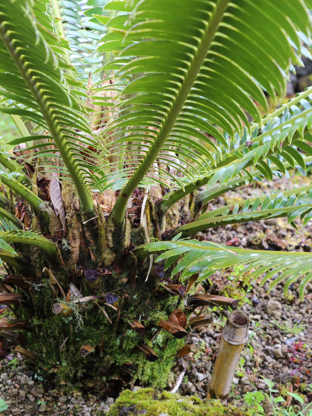 Dioon rzedowskii – in habitat
