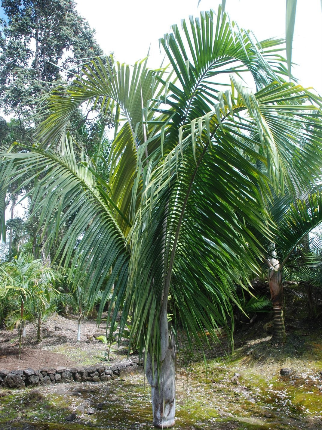 Dypsis 'Dark Mealy Bug' – mature plant