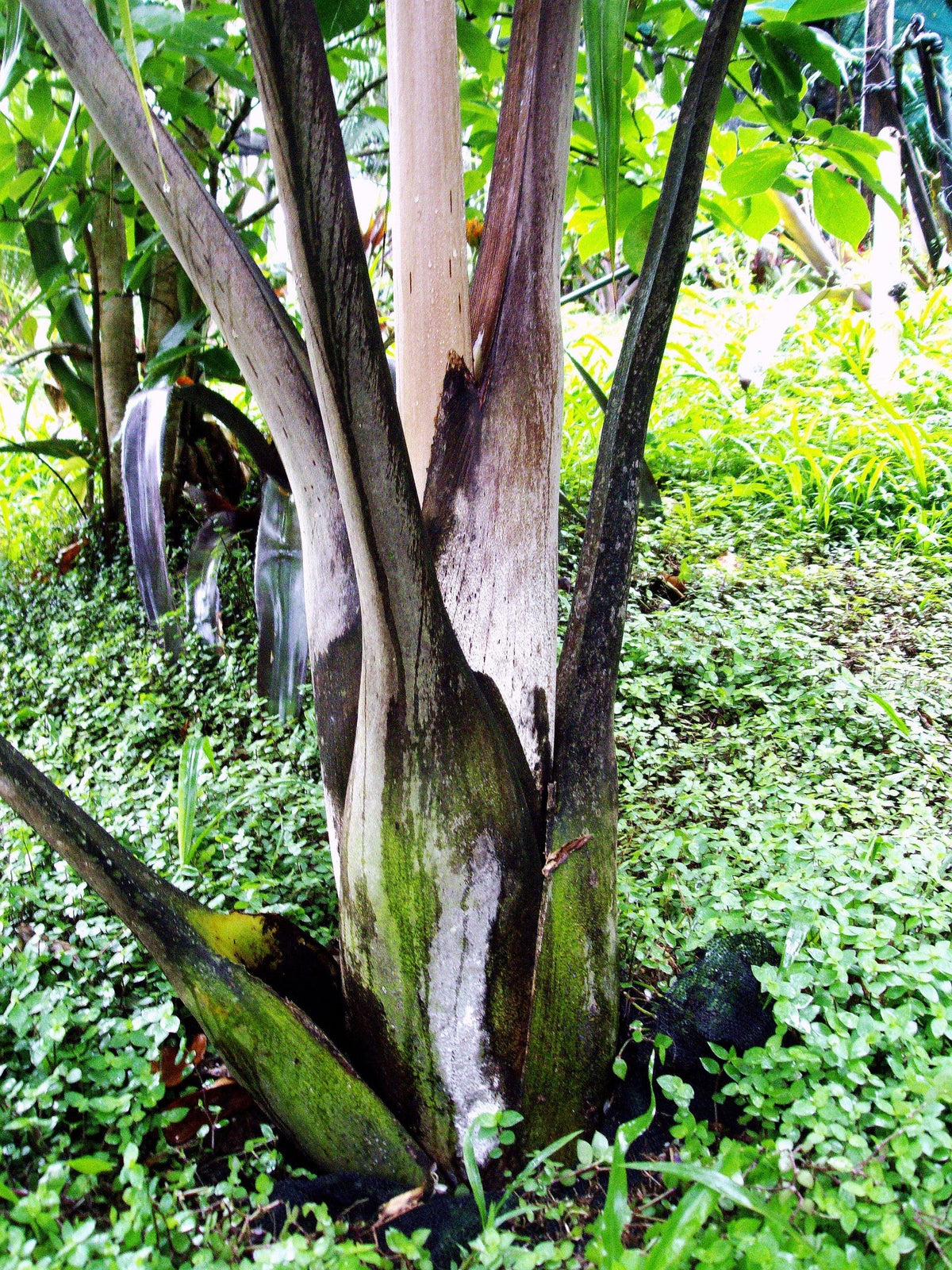 Dypsis 'Dark Mealy Bug' – mature plant