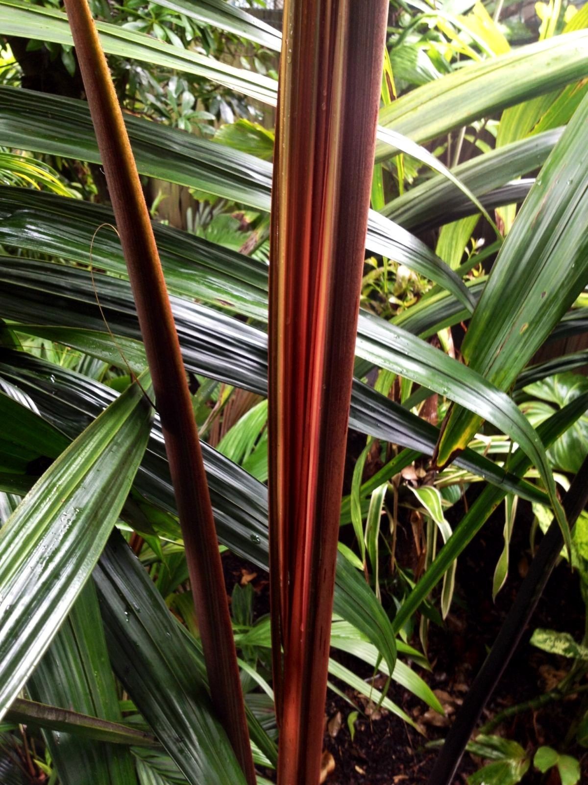 Dypsis 'Dark Mealy Bug' – mature plant
