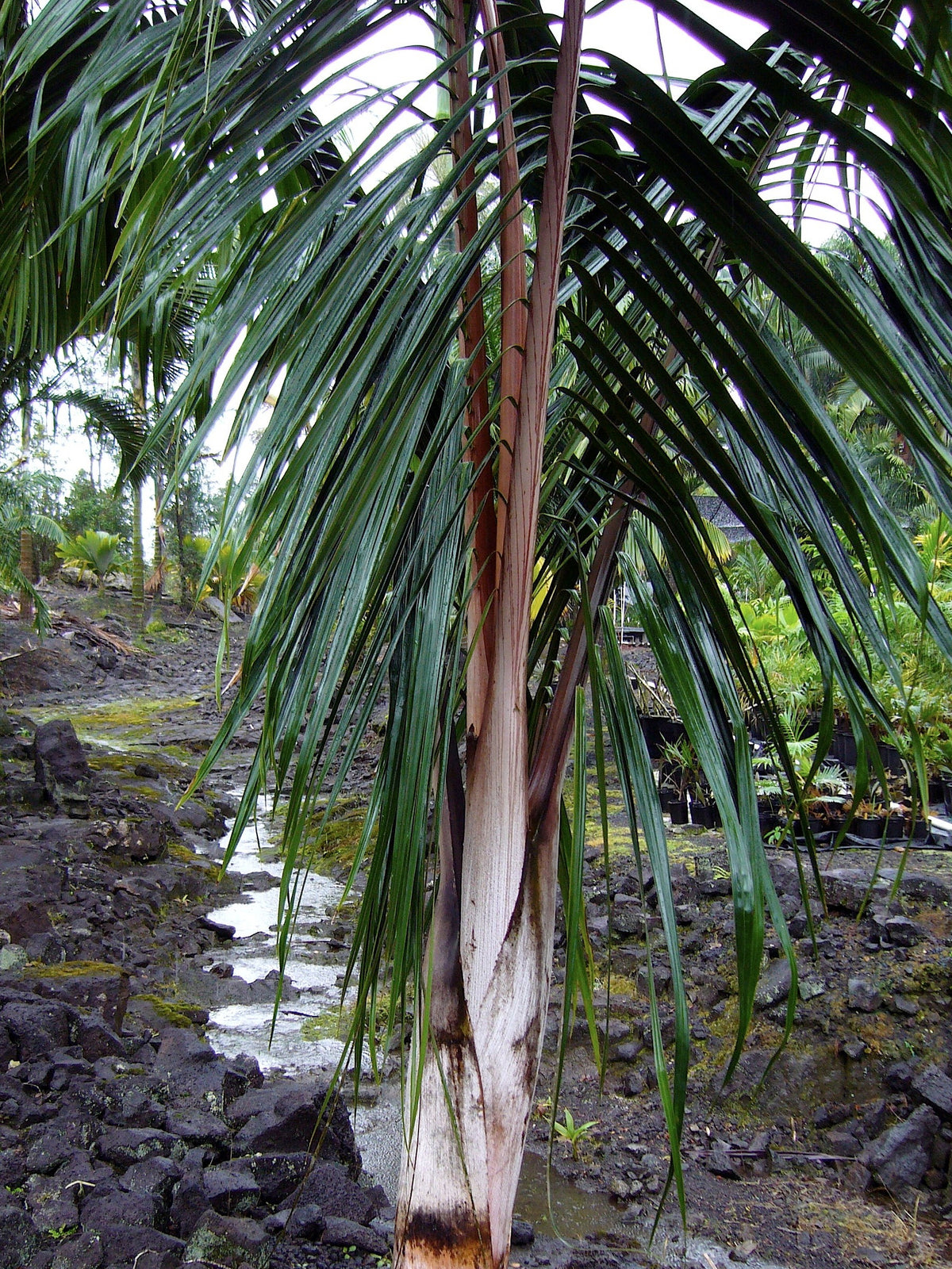 Dypsis 'Dark Mealy Bug' – in habitat