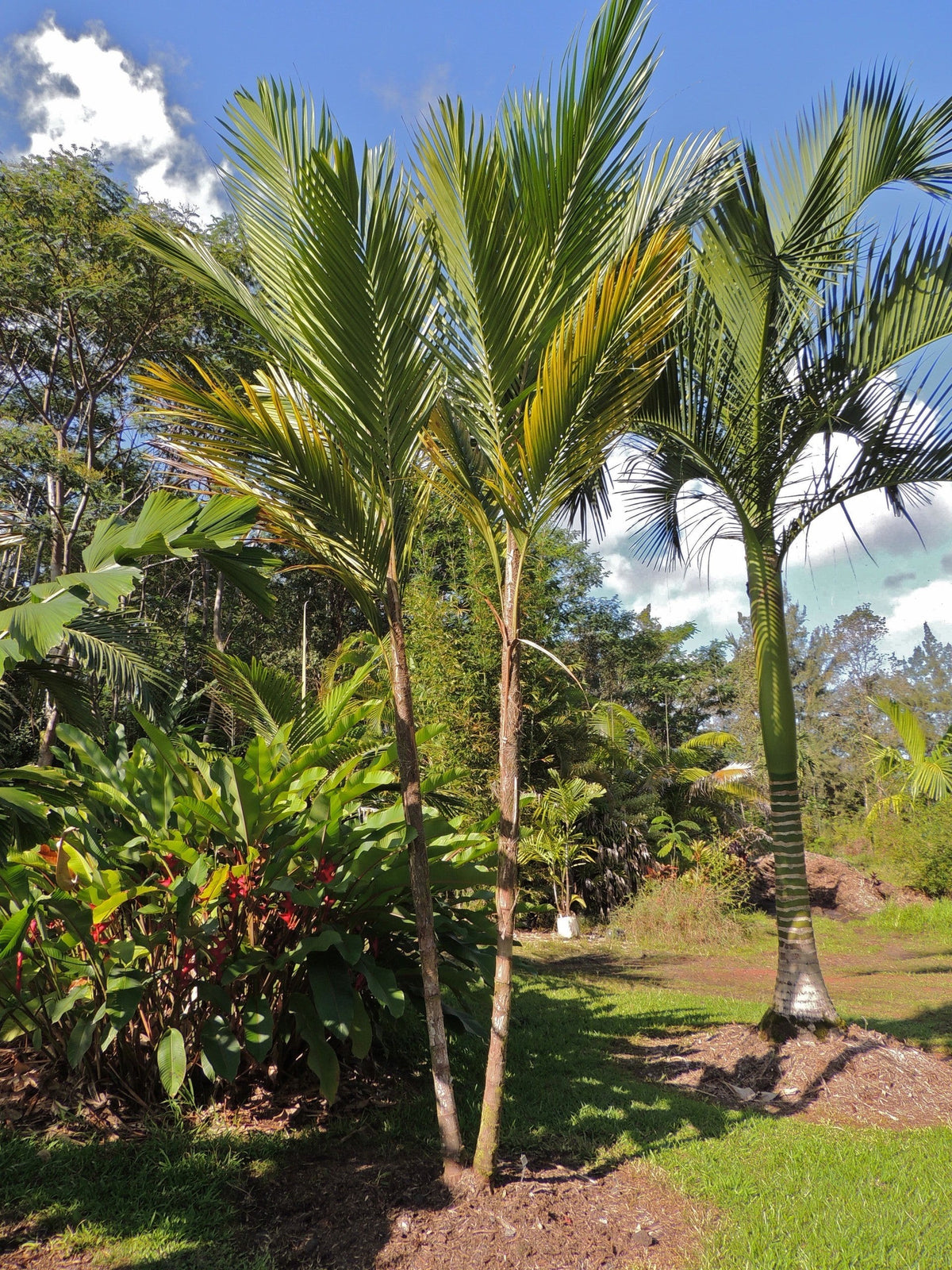 Vonitra dransfieldii – mature plant