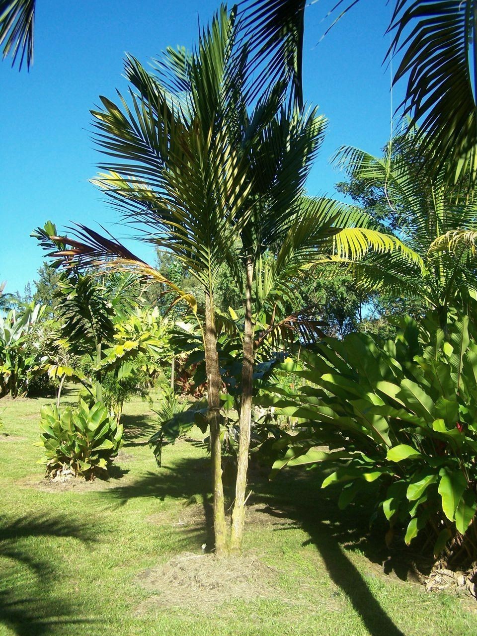 Vonitra dransfieldii – mature plant