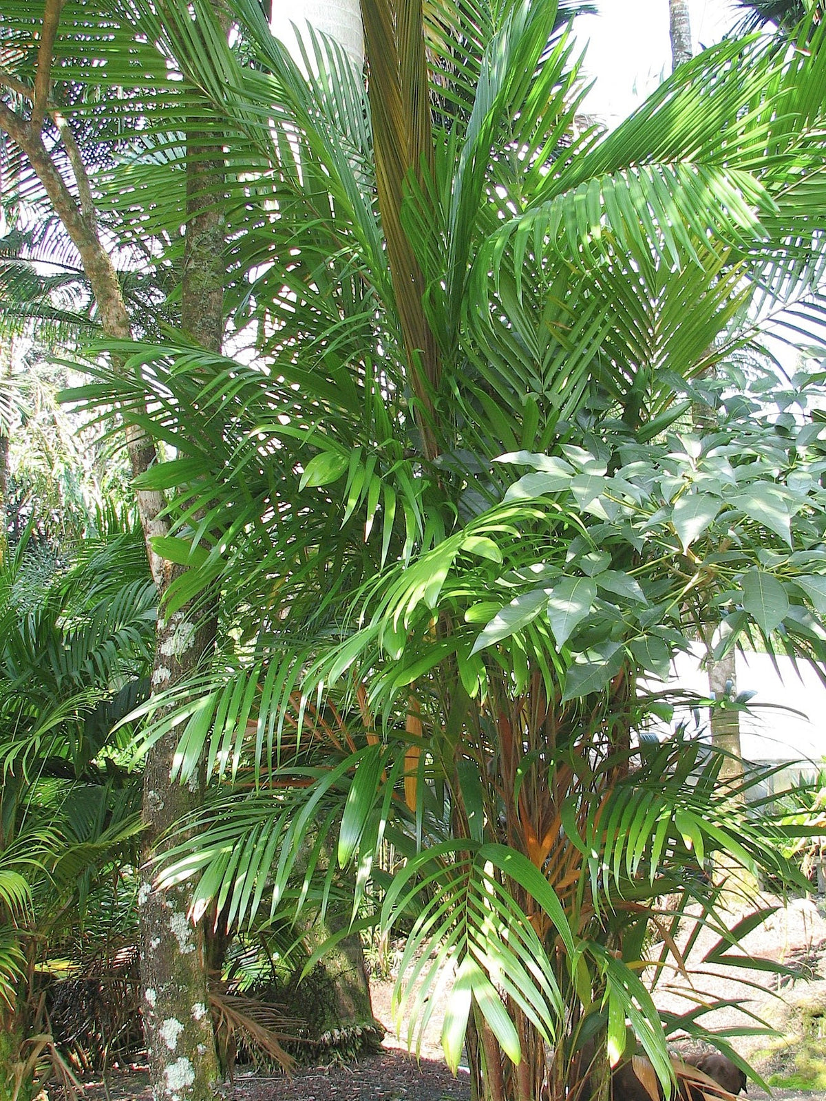 Vonitra dransfieldii – in habitat