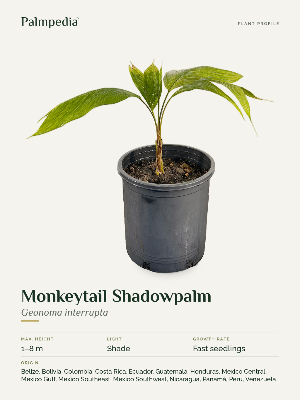 Geonoma interrupta – plant profile