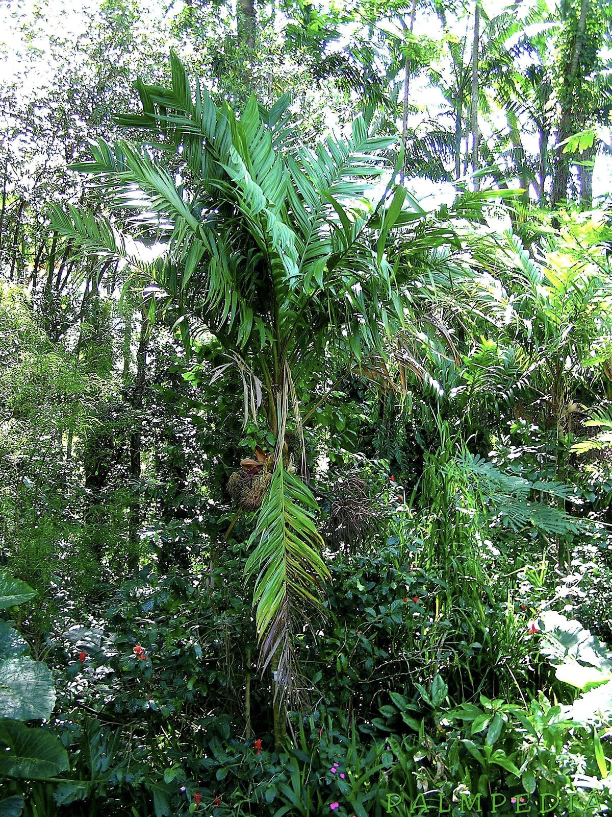 Geonoma interrupta – mature plant