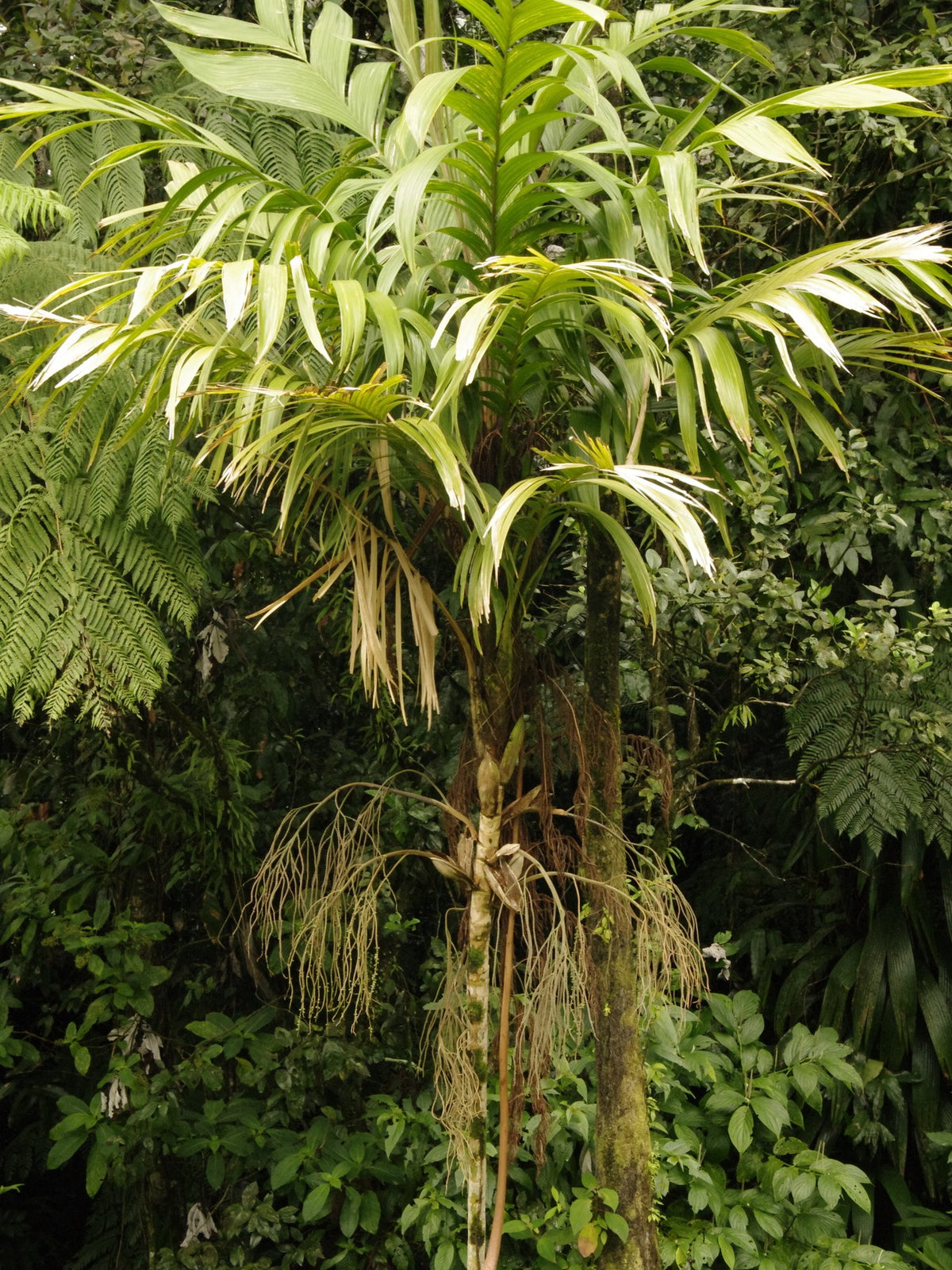 Geonoma interrupta – in habitat