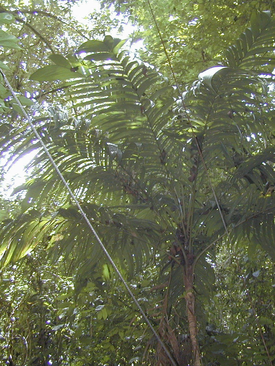 Geonoma interrupta – in habitat