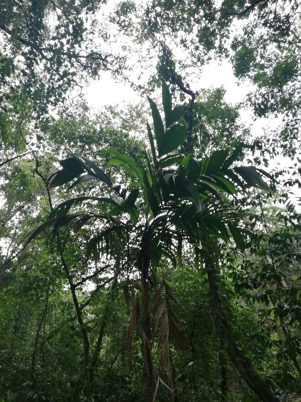 Geonoma interrupta – in habitat