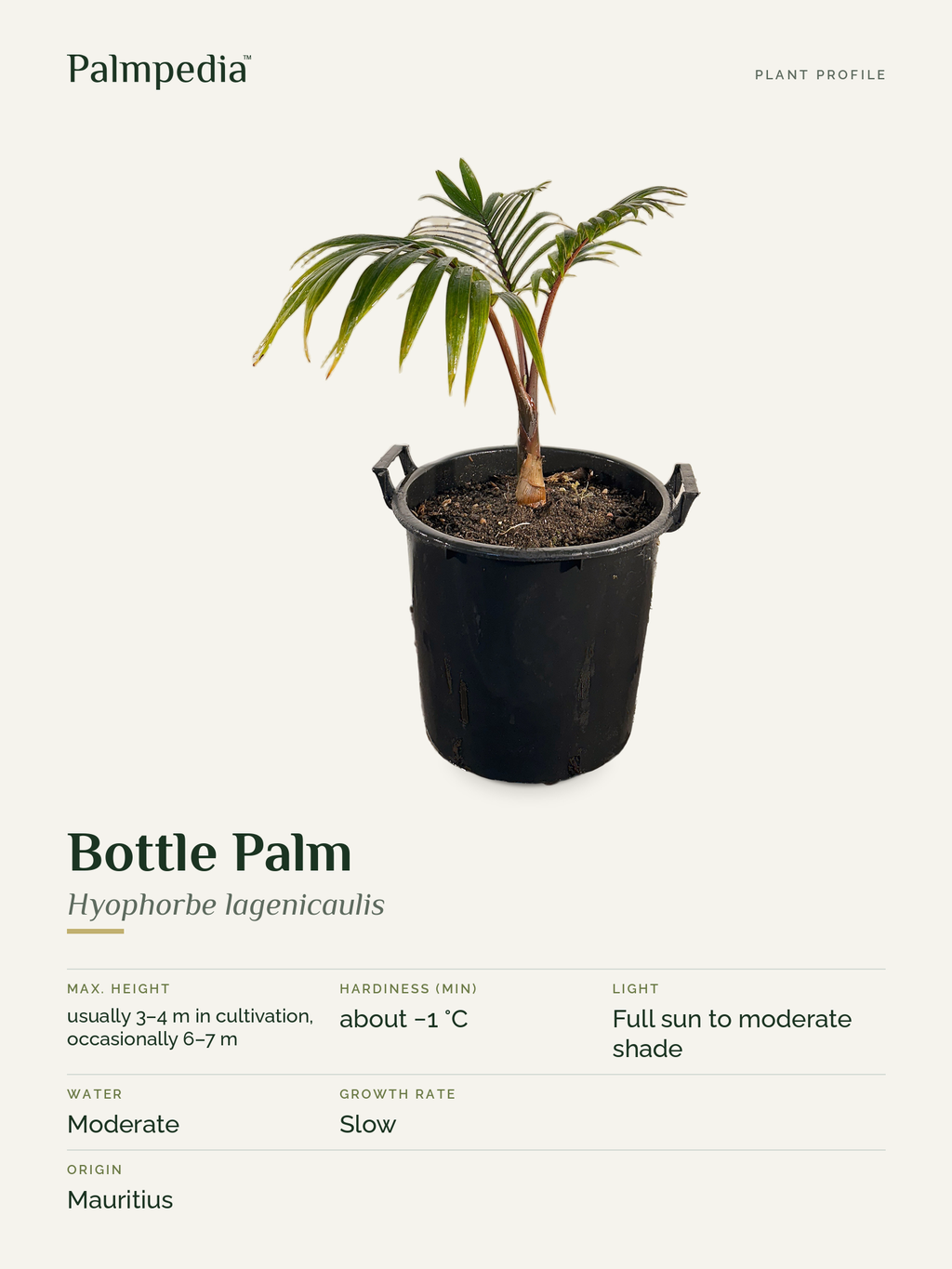 Hyophorbe lagenicaulis – plant profile