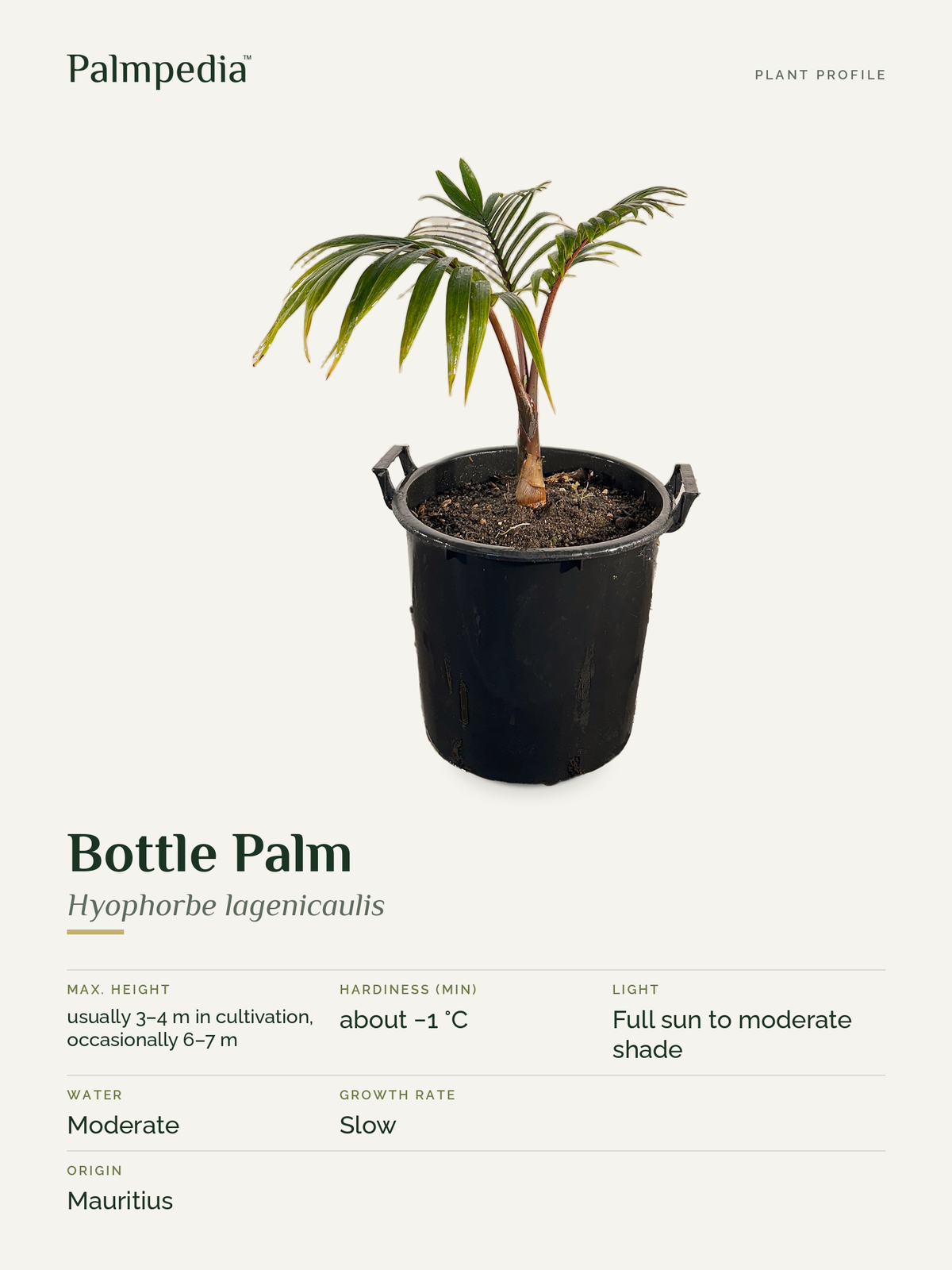 Hyophorbe lagenicaulis – plant profile