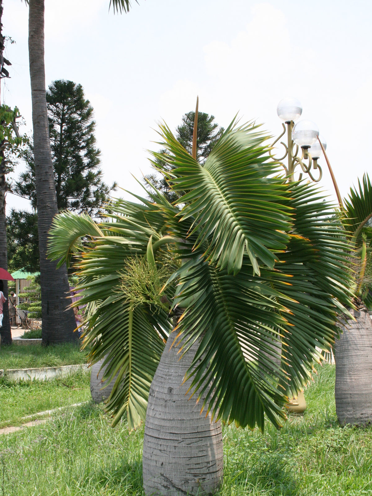 Hyophorbe lagenicaulis – mature plant