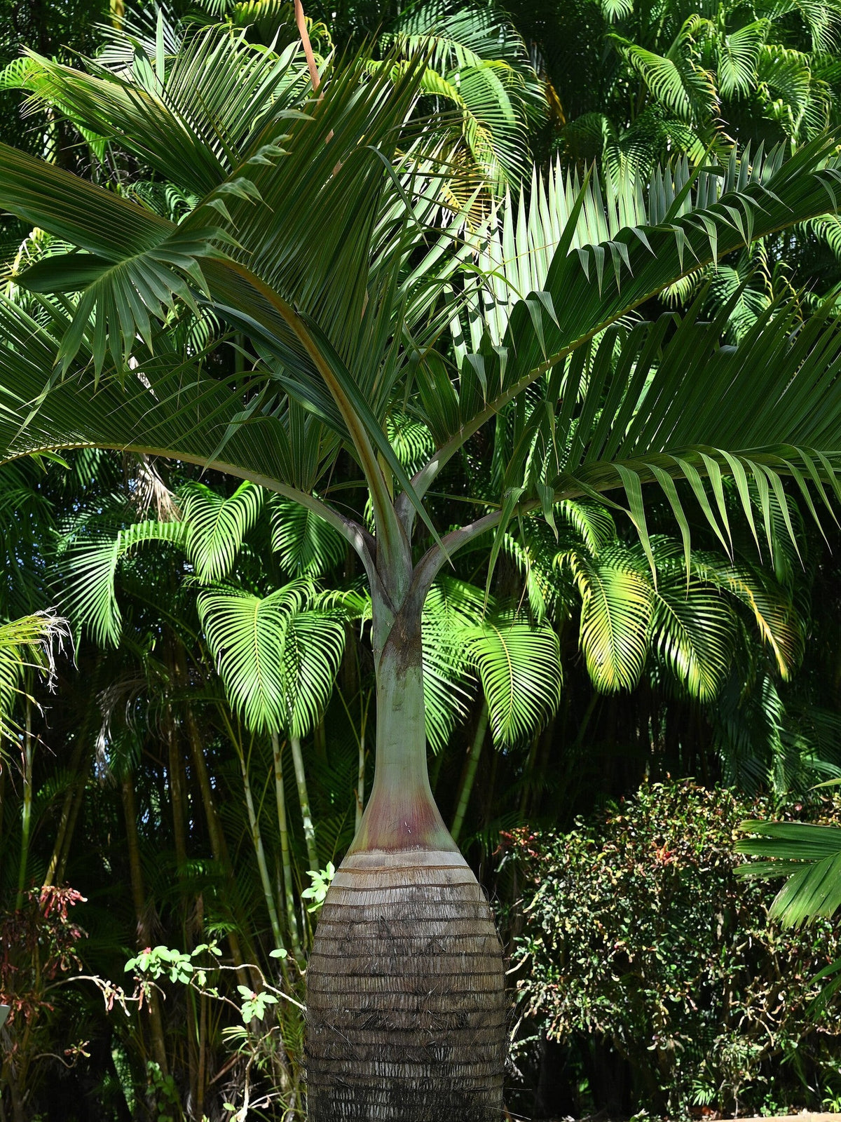 Hyophorbe lagenicaulis – mature plant
