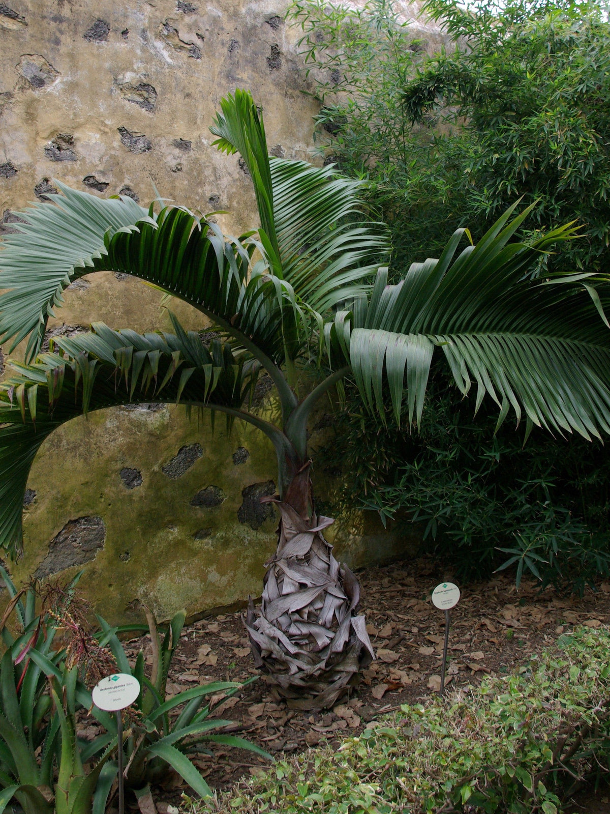 Hyophorbe lagenicaulis – mature plant
