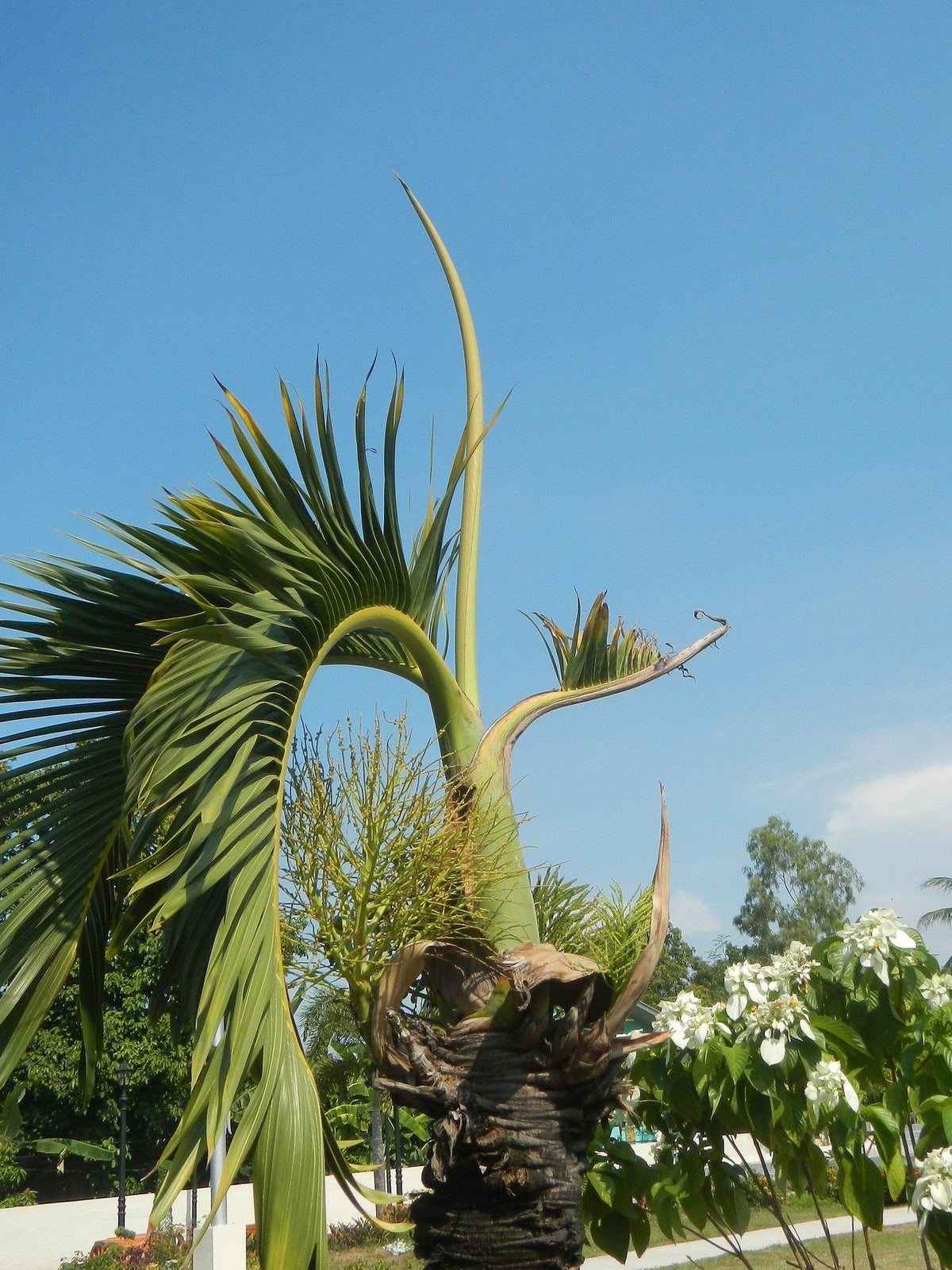 Hyophorbe lagenicaulis – mature plant