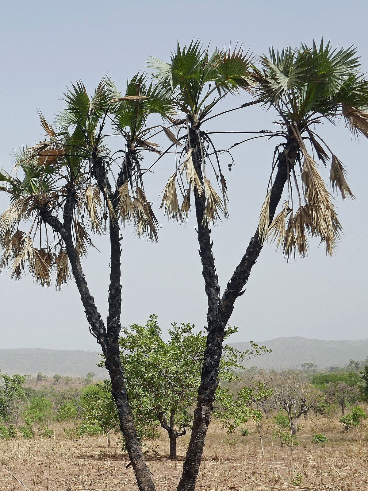 Hyphaene thebaica – mature plant