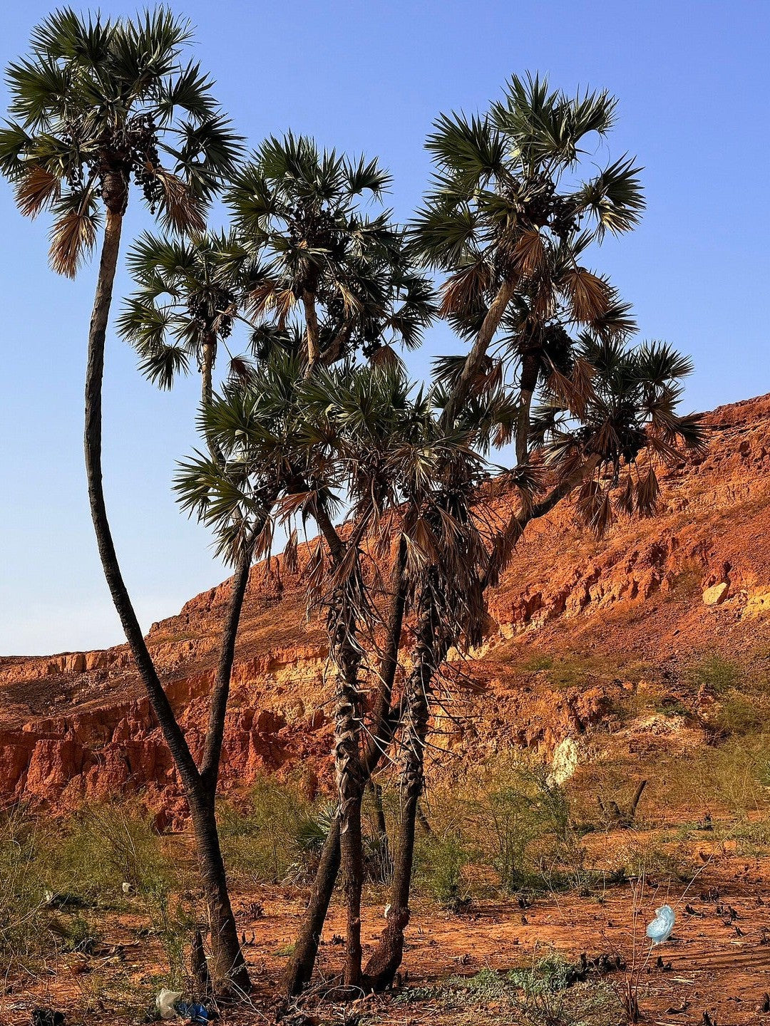 Hyphaene thebaica – mature palms in habitat, Niger