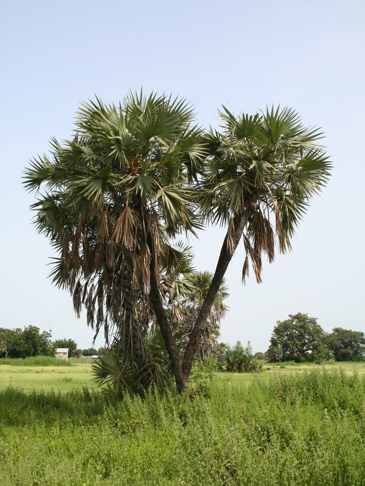 Hyphaene thebaica – in habitat