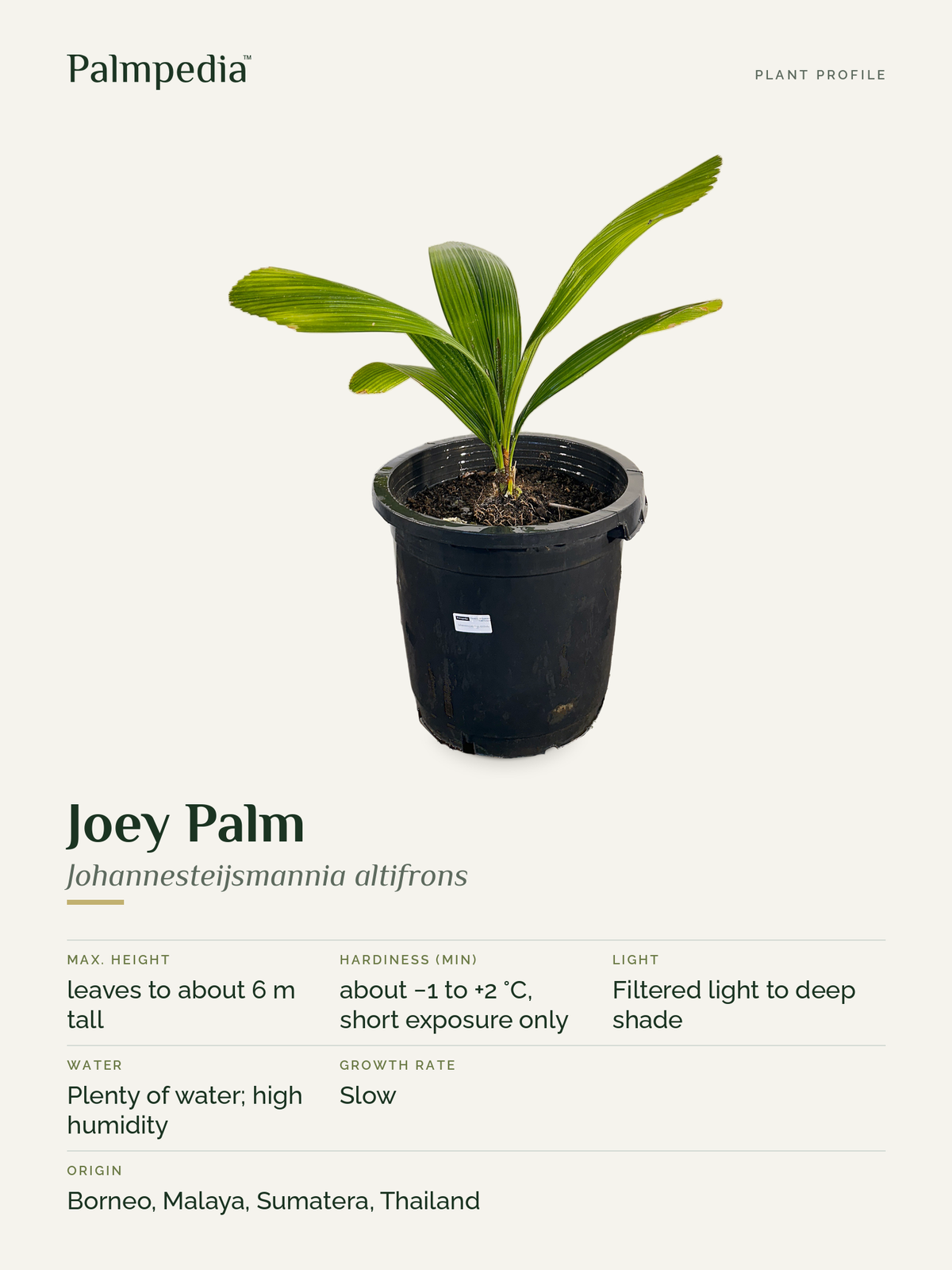Johannesteijsmannia altifrons – plant profile