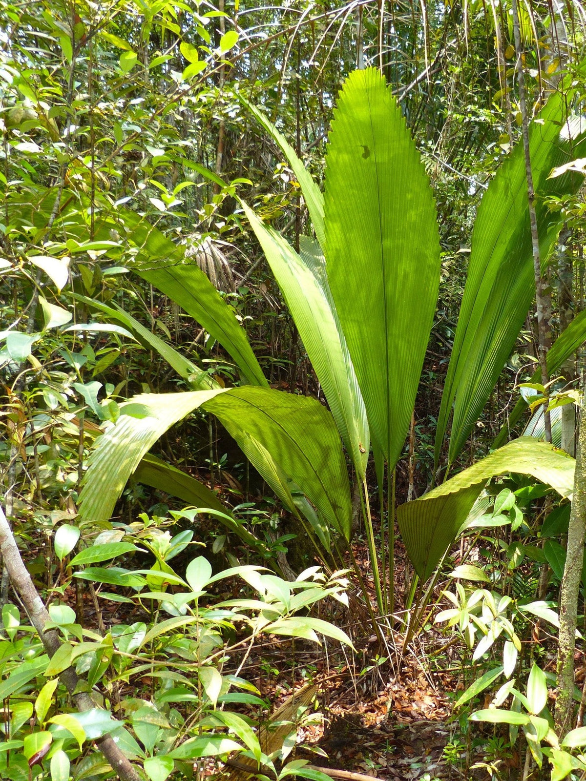 Johannesteijsmannia altifrons – mature plant