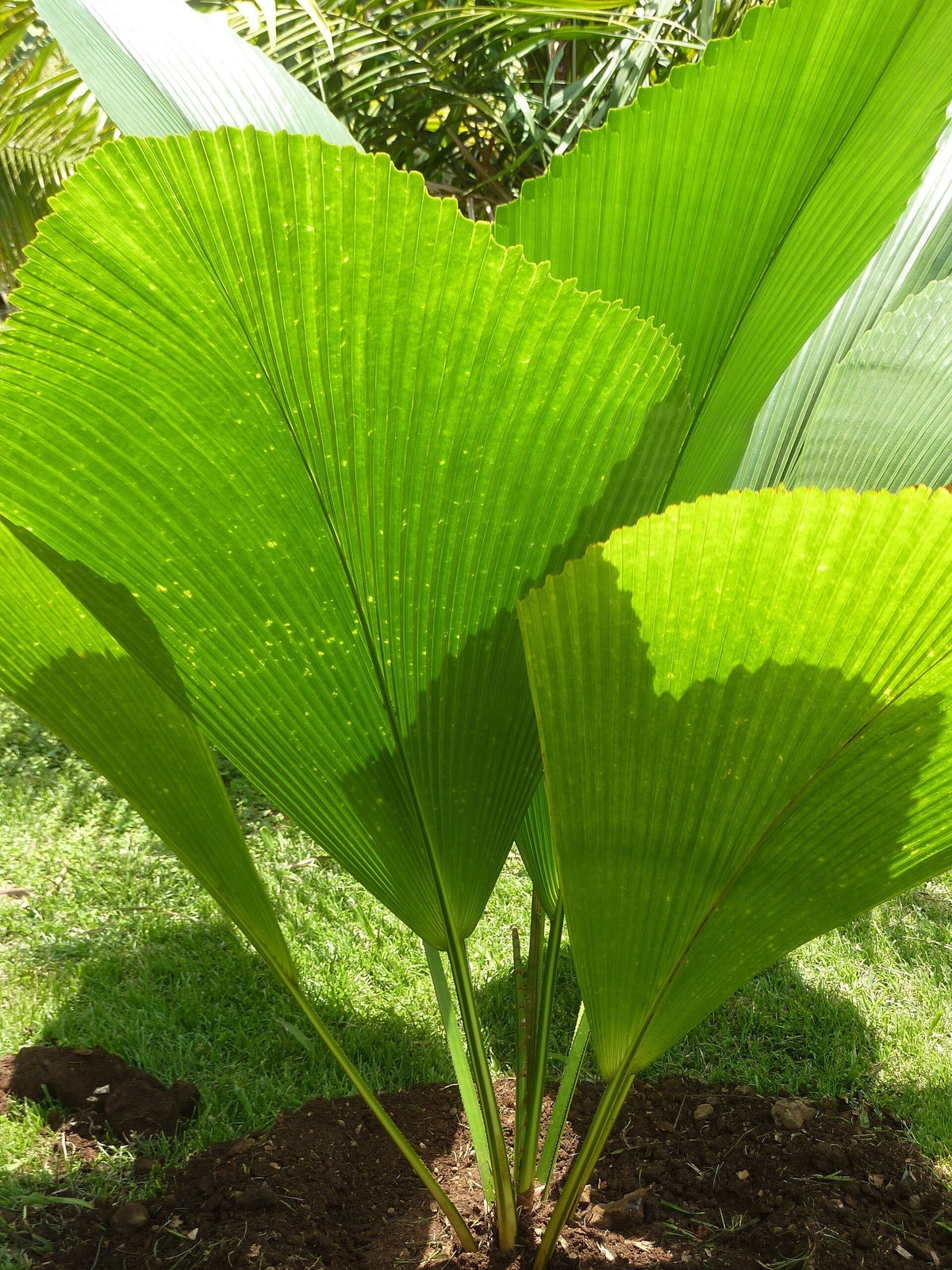 Johannesteijsmannia altifrons – mature plant