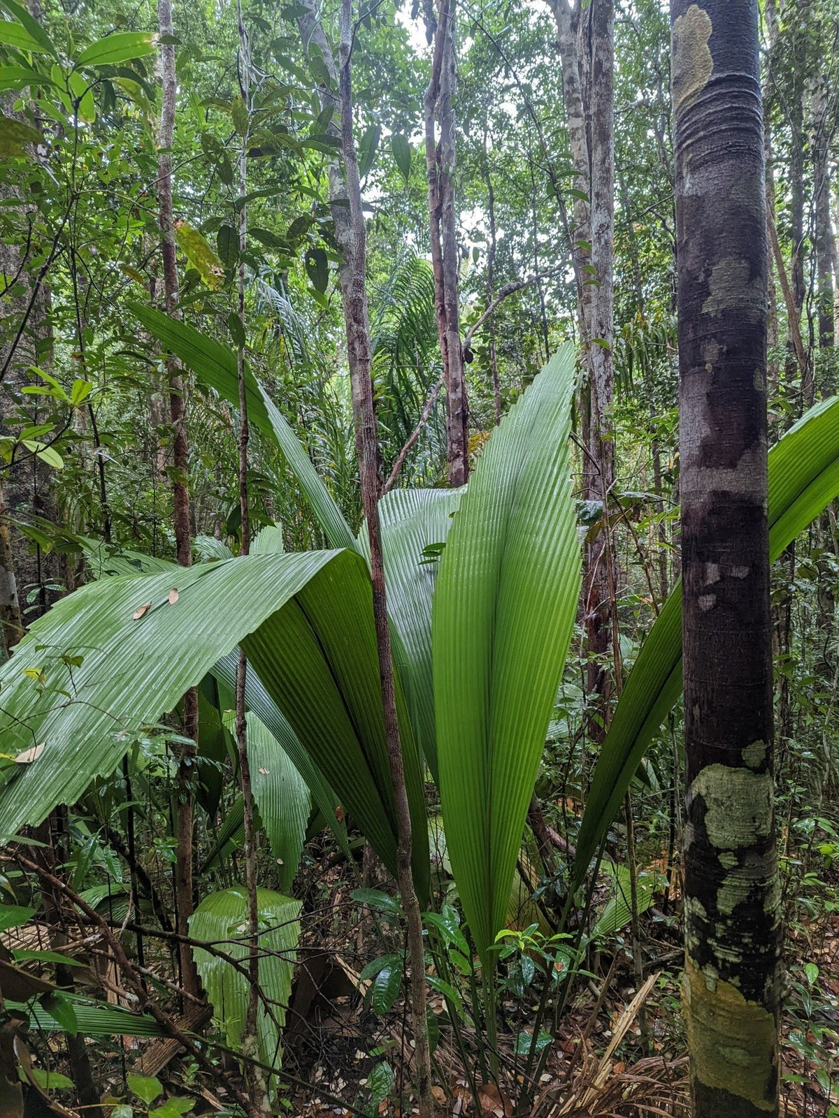 Johannesteijsmannia altifrons – mature plant